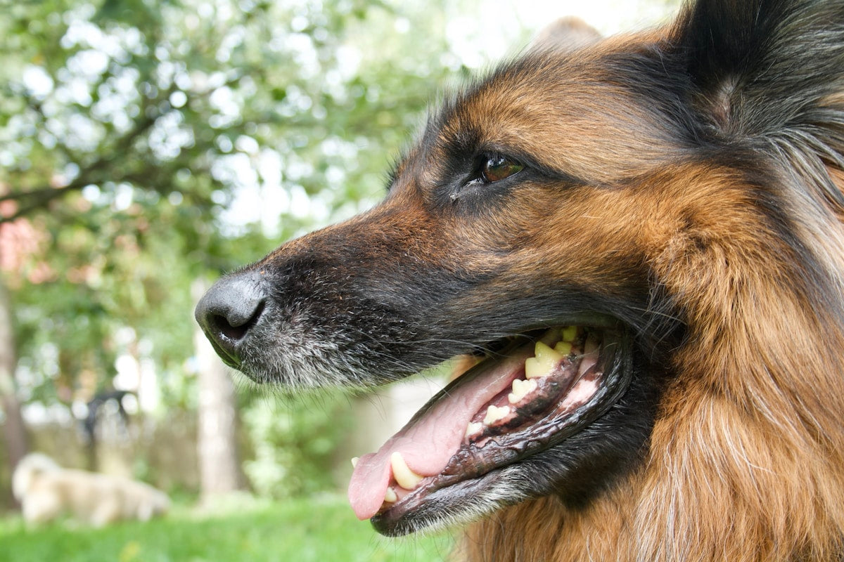Photo: dog teeth cleaning