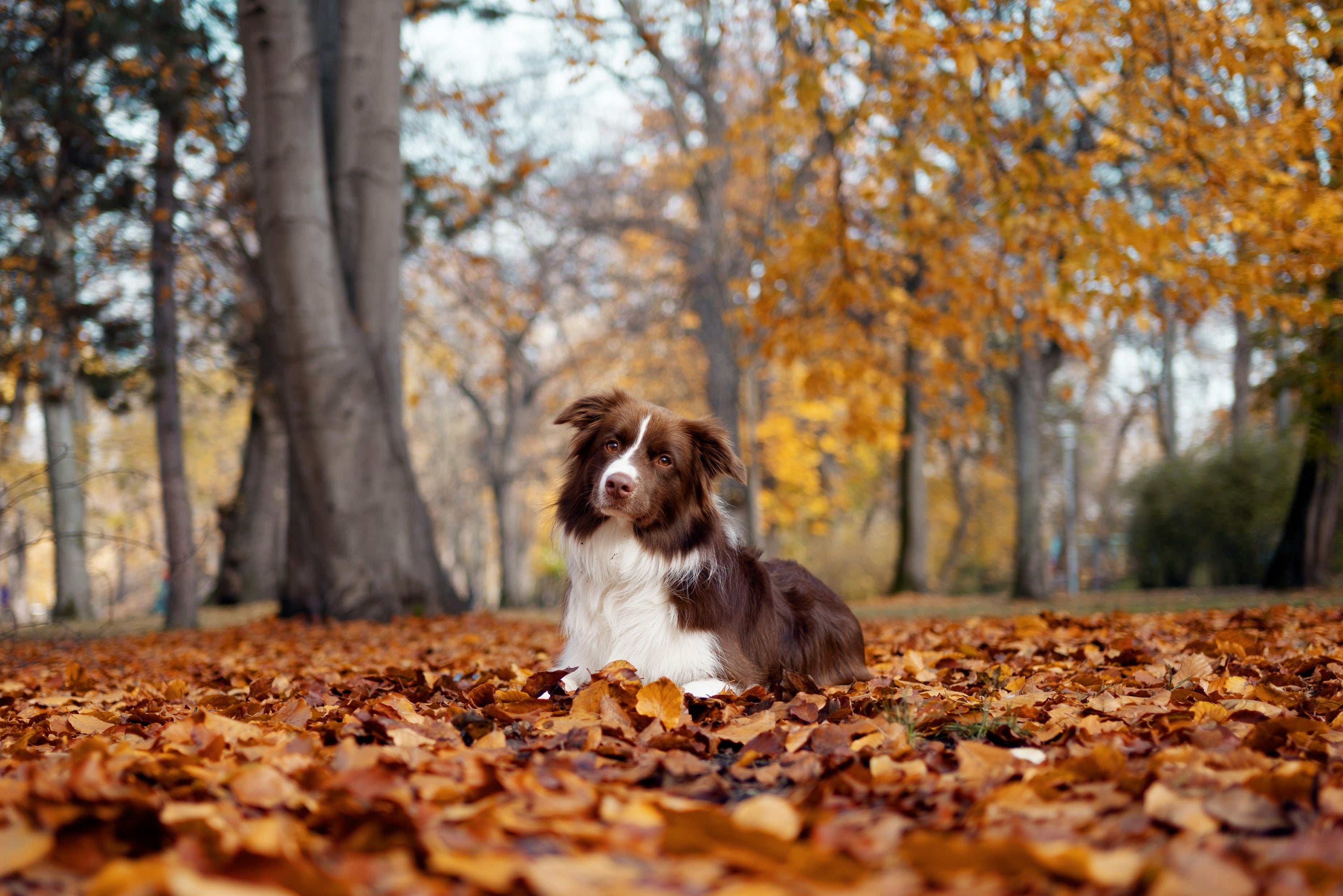 Fall Pet Dental & Ear Care: Autumn Transition Guide for Clean Teeth & Healthy Ears (2026)