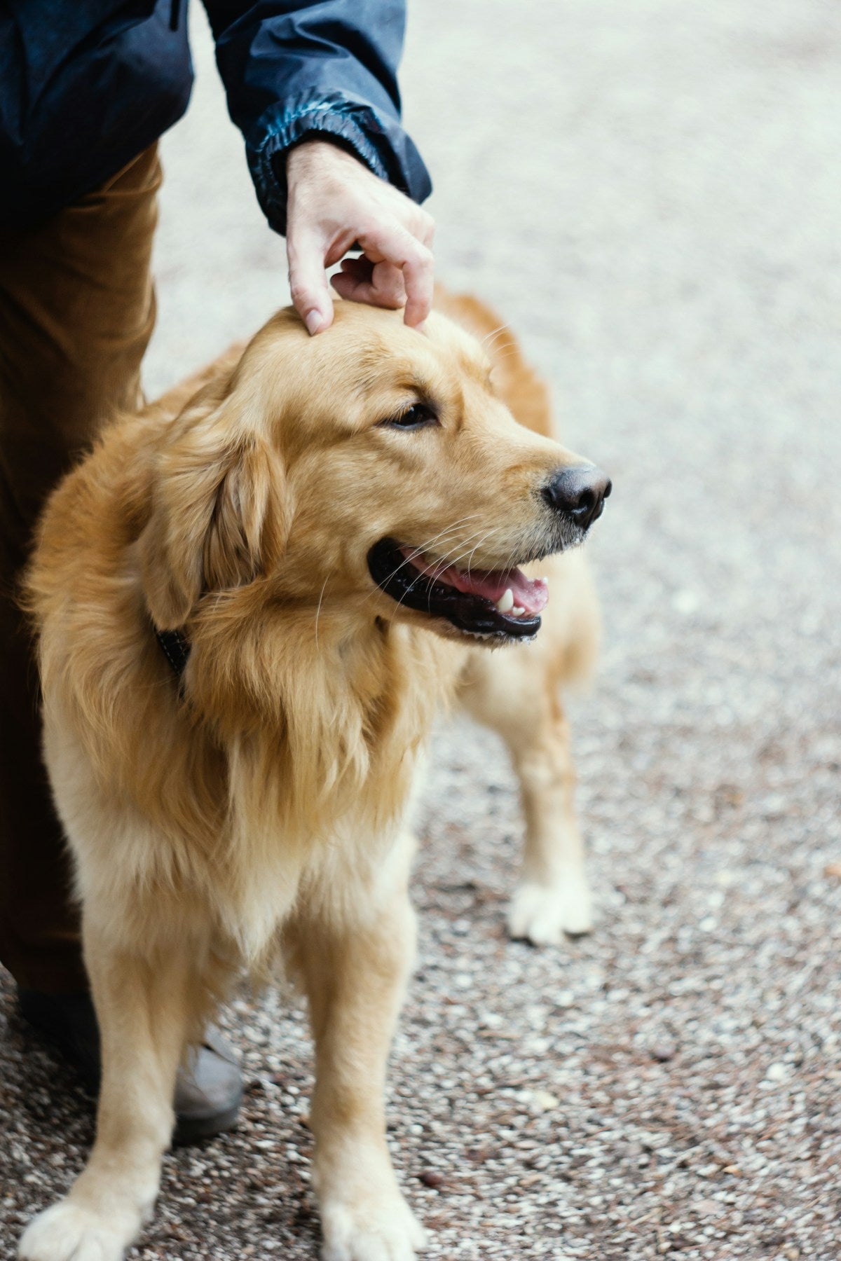 Dog Ear Yeast Infection vs Bacterial Infection: Symptoms & Treatment Guide (2026)