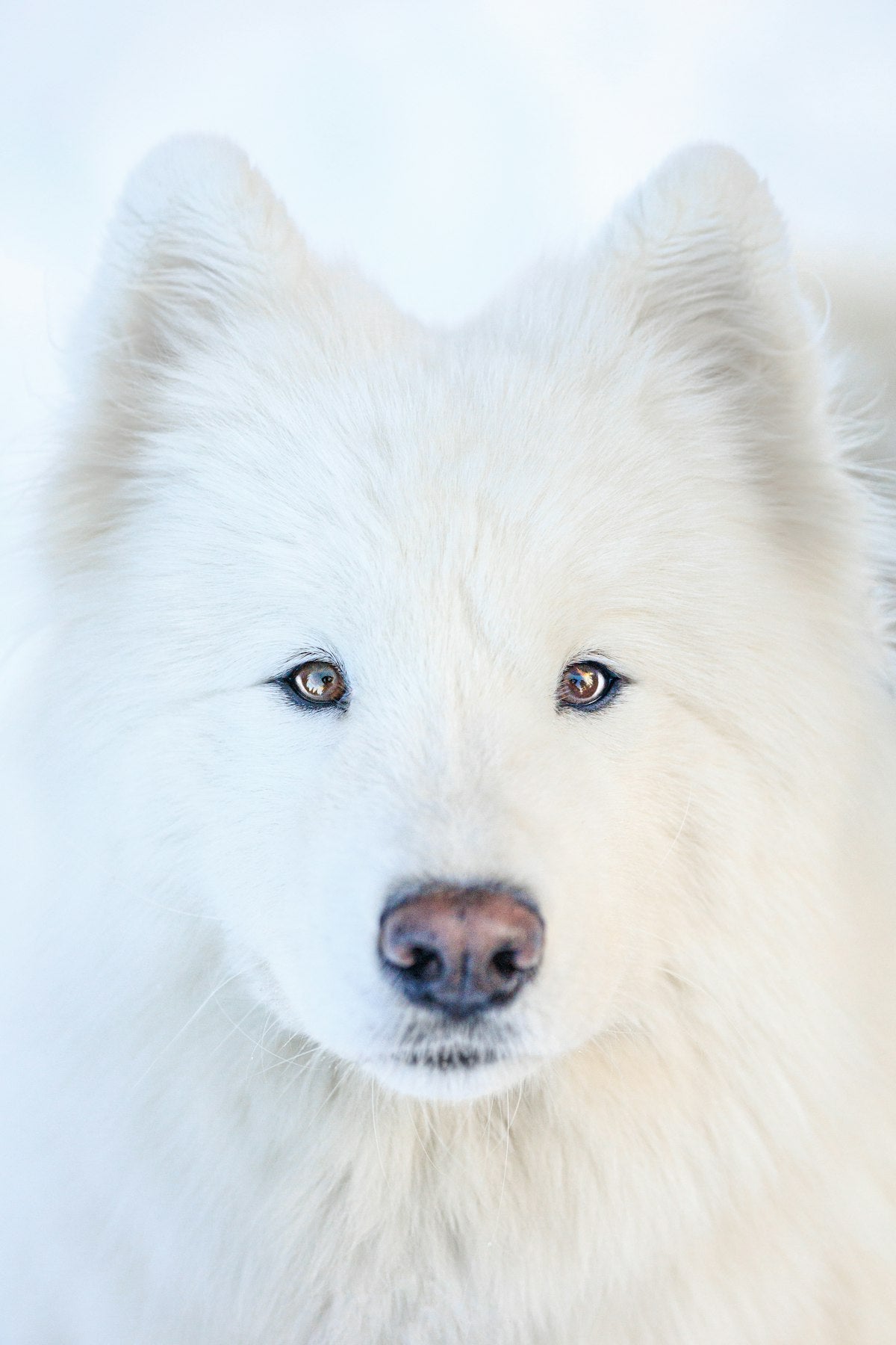 Close up of a white dog with blue eyes, illustrating tear stain care