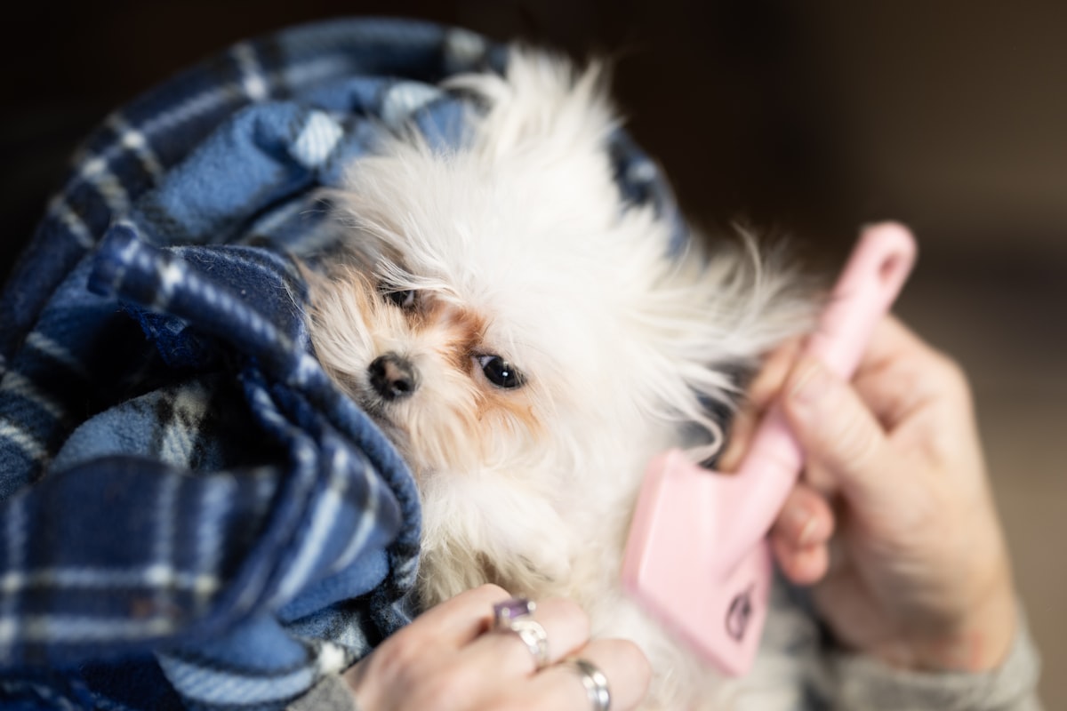 Dog Ear Cleaning Tools Guide: Wipes, Drops & More (2026)