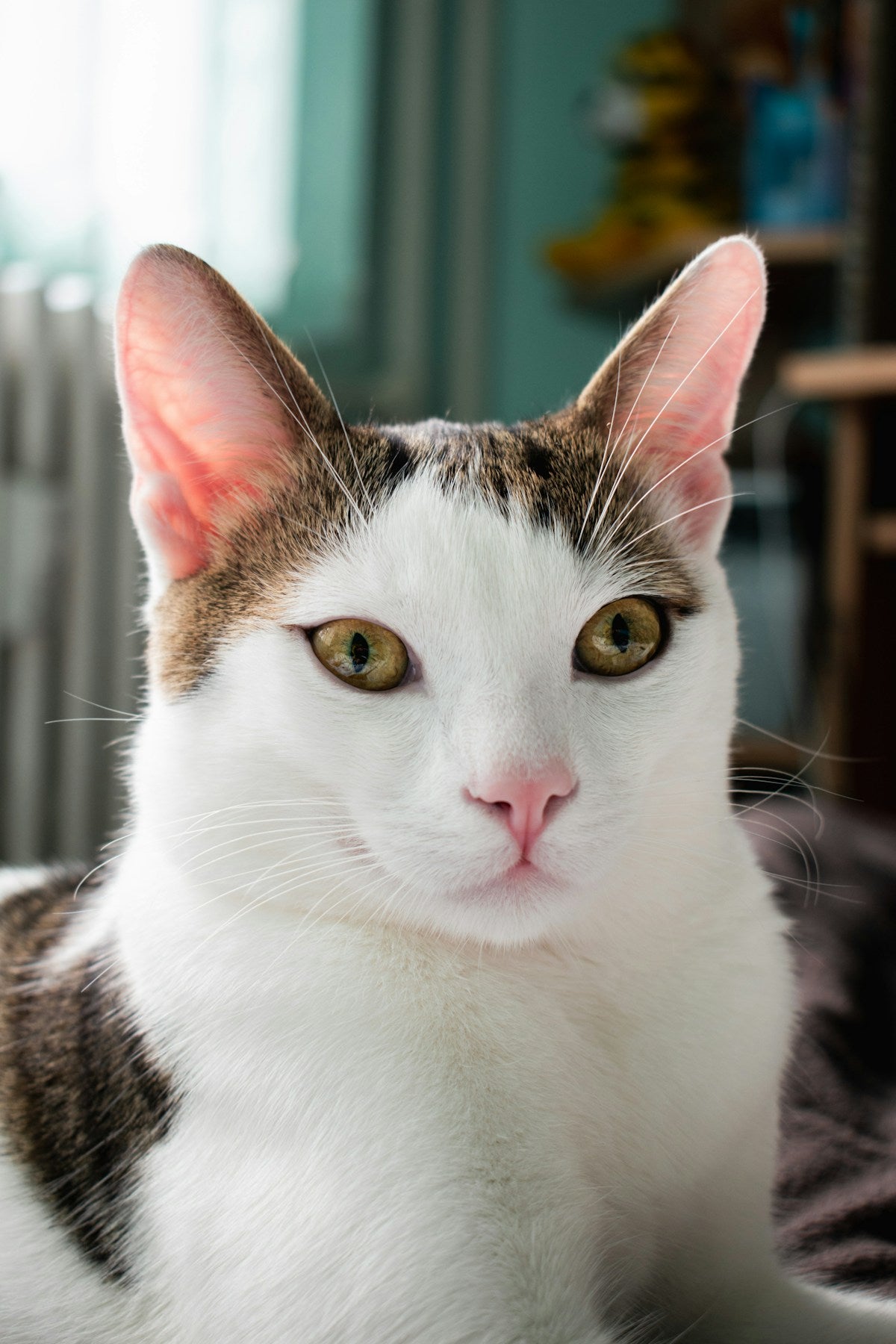 Why Does My Cat Have Itchy Ears? Causes, Treatments & Home Care Guide (2026)