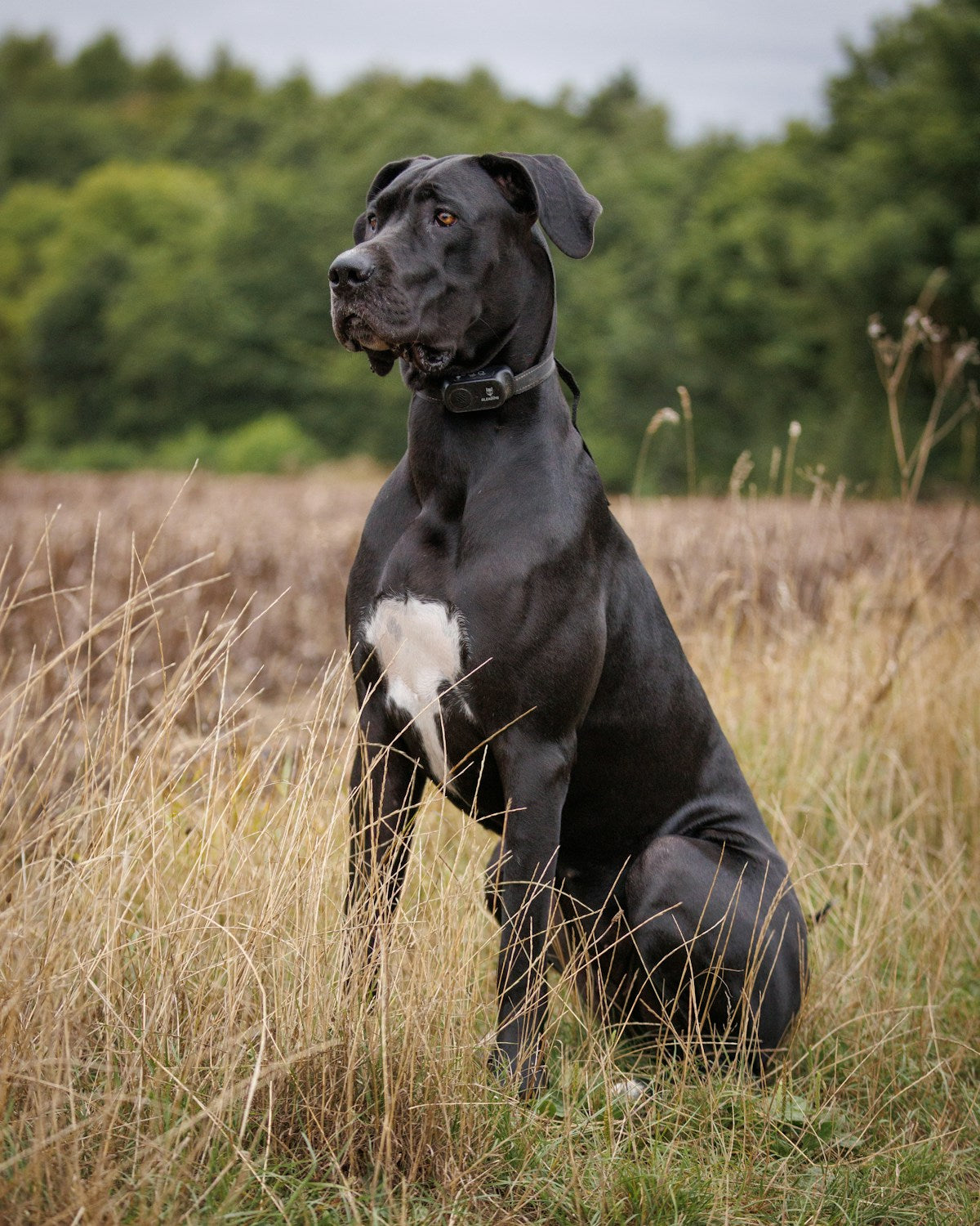 Black Great Dane dog standing