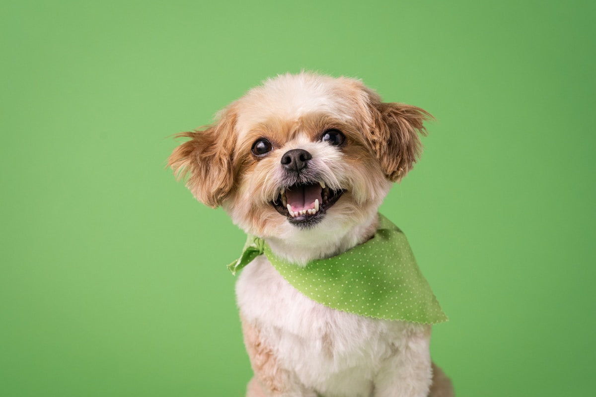Dog tooth resorption and dental care signs