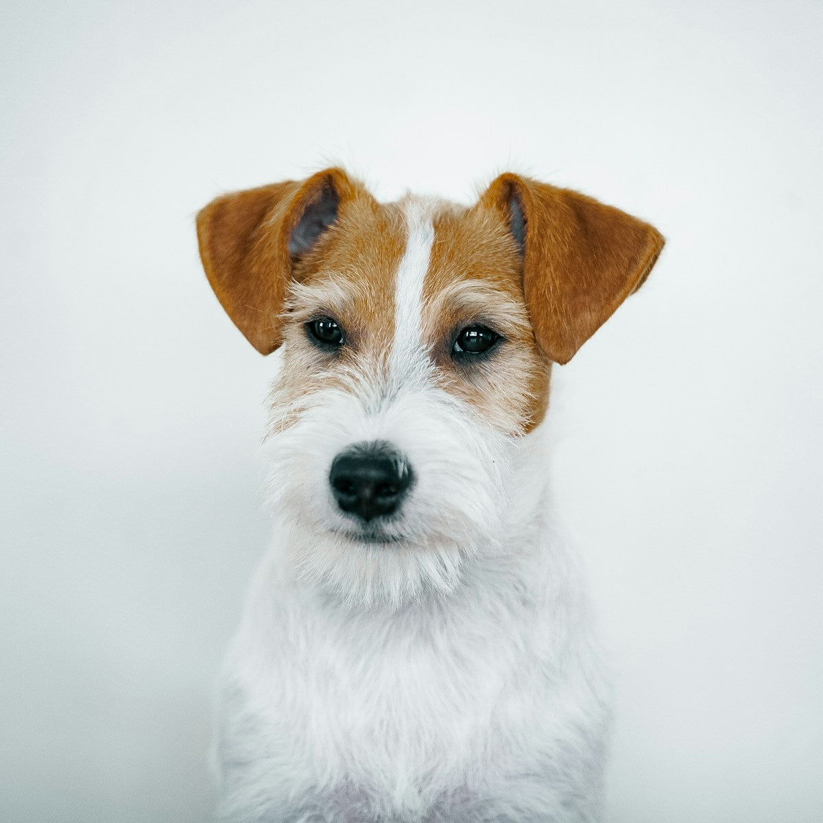 Puppy Dental Care Month by Month: Complete Timeline & Product Guide (2026)