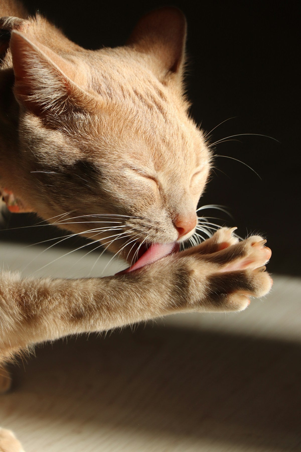 Kitten close-up