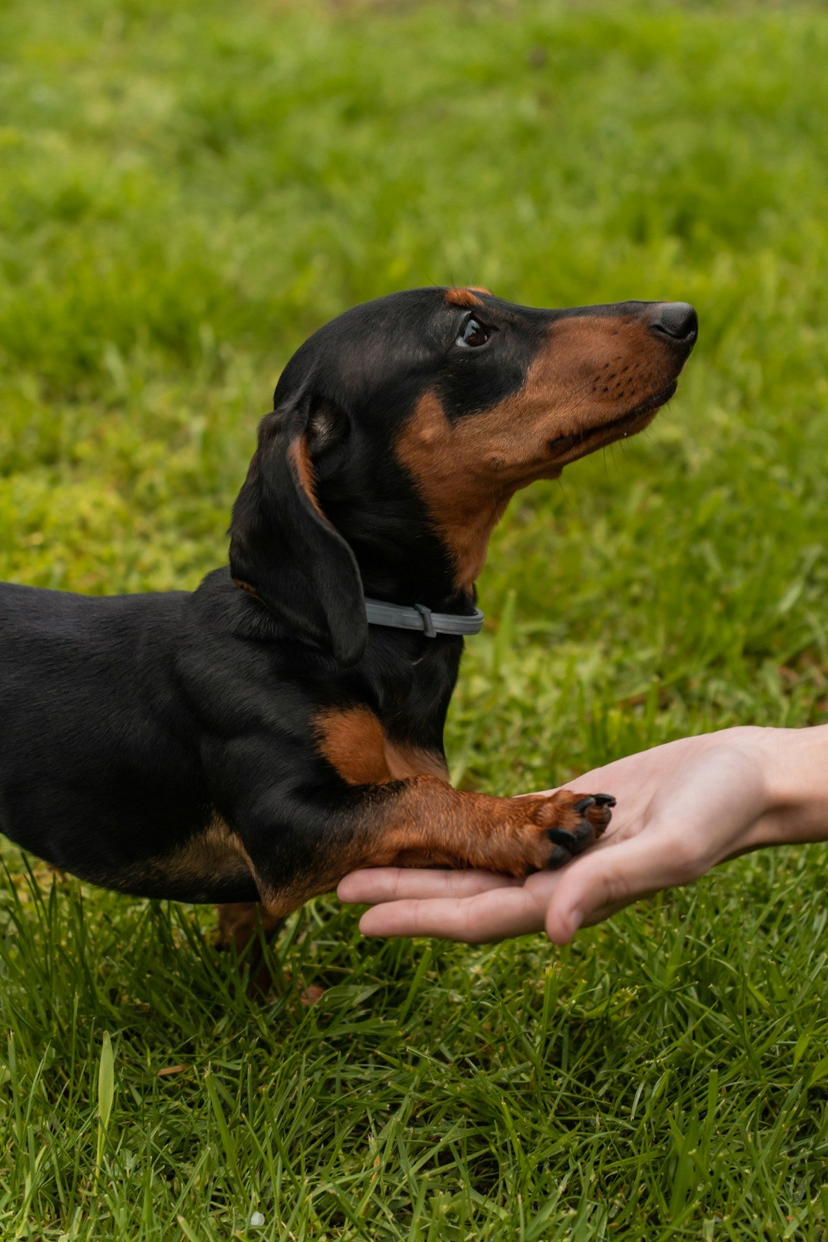 Dachshund dog standing on green grass outdoors