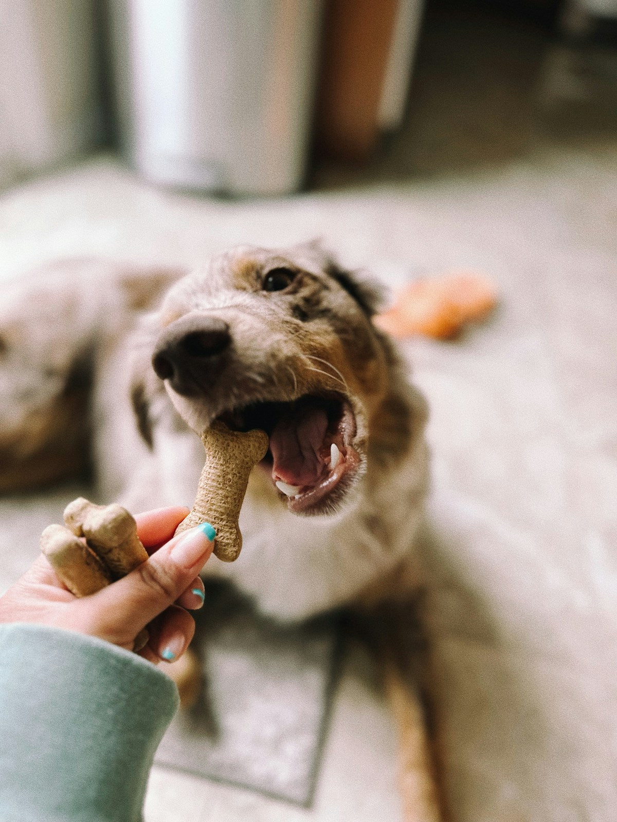 Pet dental care products arranged for subscription