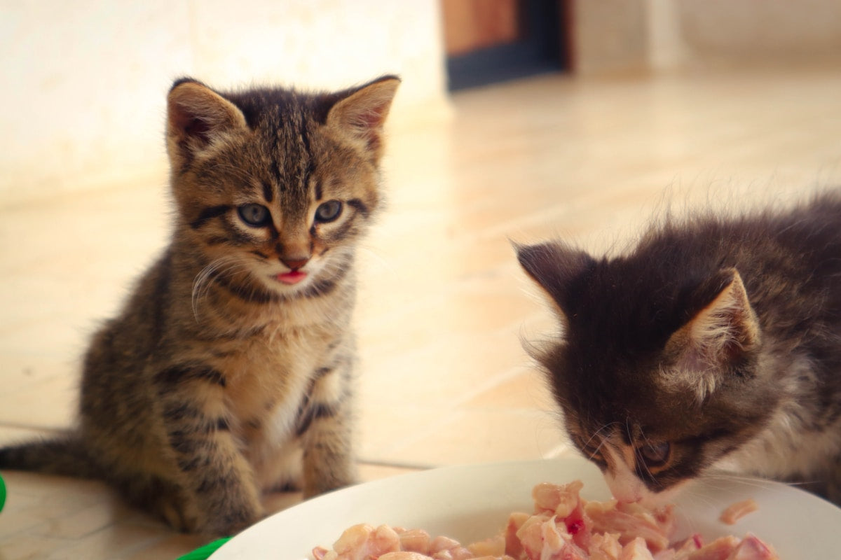 Kitten Nutrition Guide: Best Food for Growing Teeth & Long-Term Dental Health (2026)
