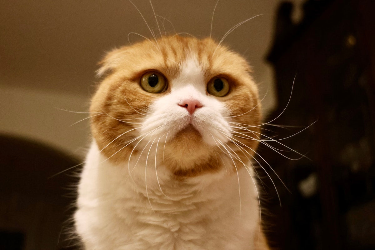 Scottish Fold cat close-up