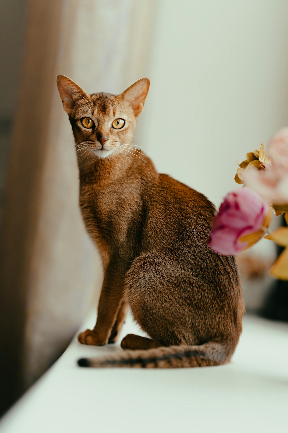 Abyssinian cat sitting alert with upright ears