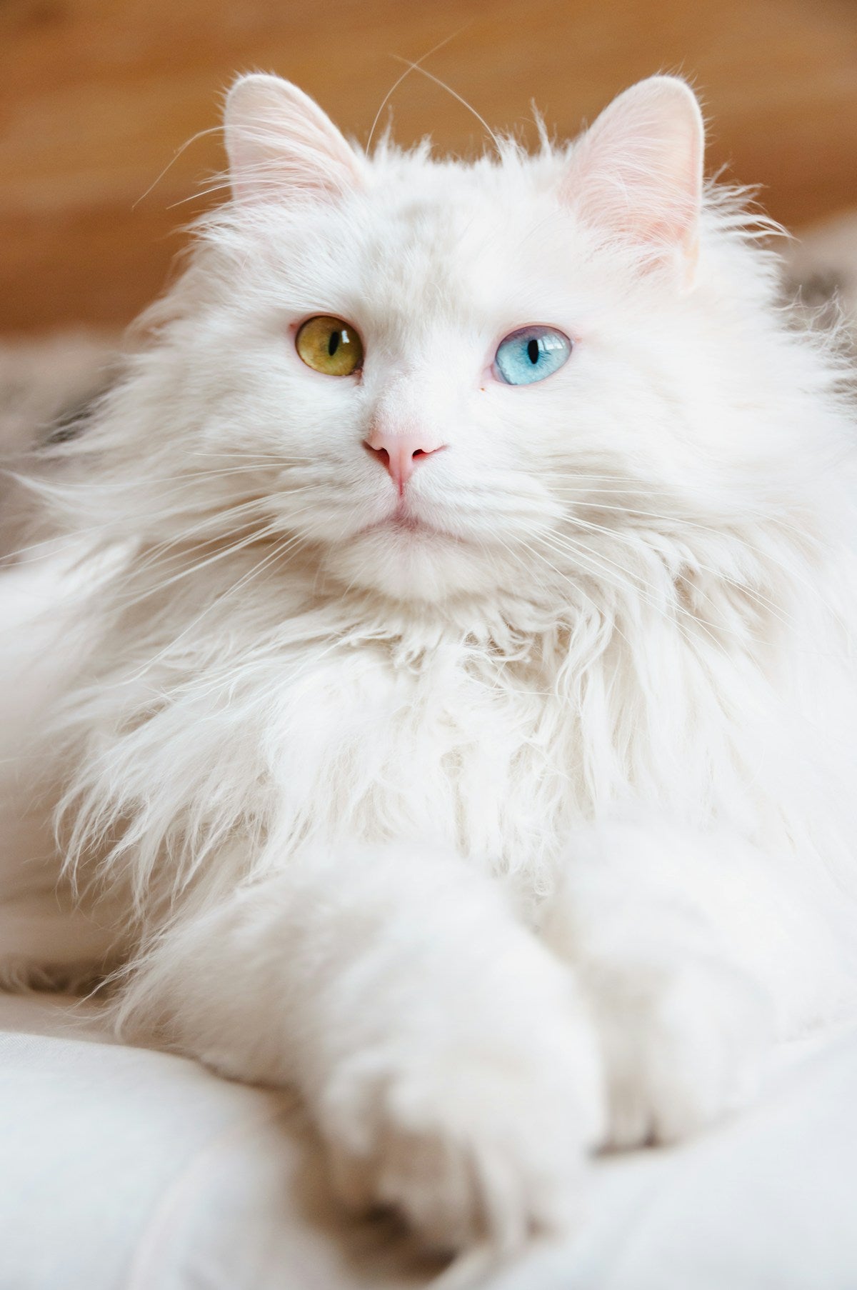 White Turkish Angora cat with blue eyes lying down
