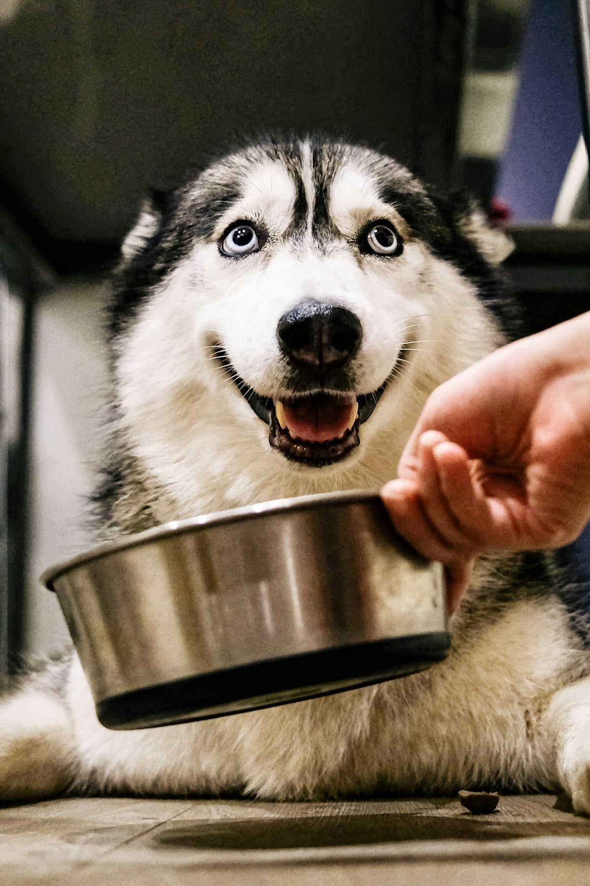 Husky dog eating from a metal food bowl