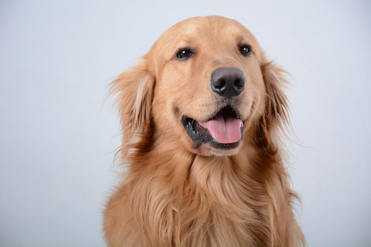 Golden Retriever Dental Care: Breed-Specific Guide (2026)