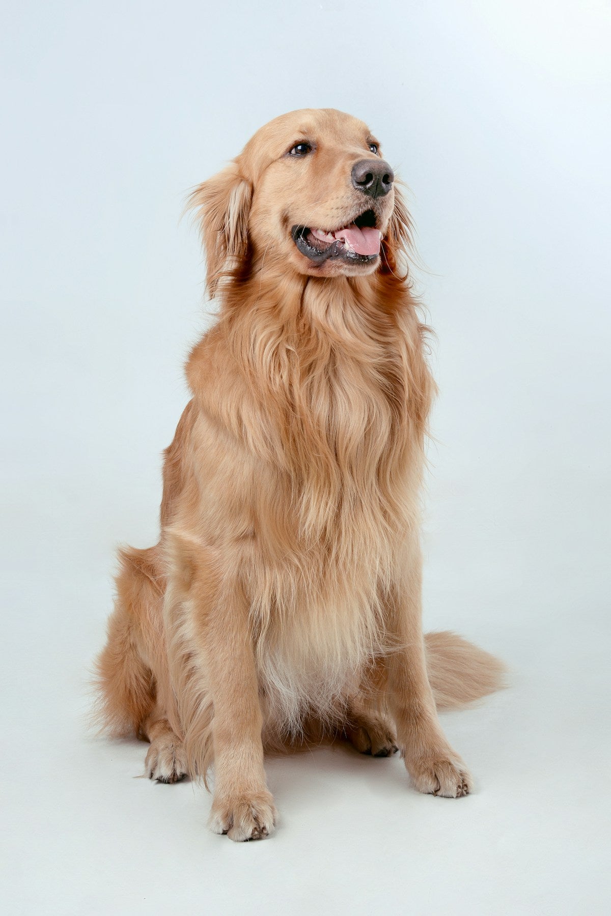 Large Breed Dog Dental Care: Complete Guide for Labs, Golden Retrievers & German Shepherds (2026)