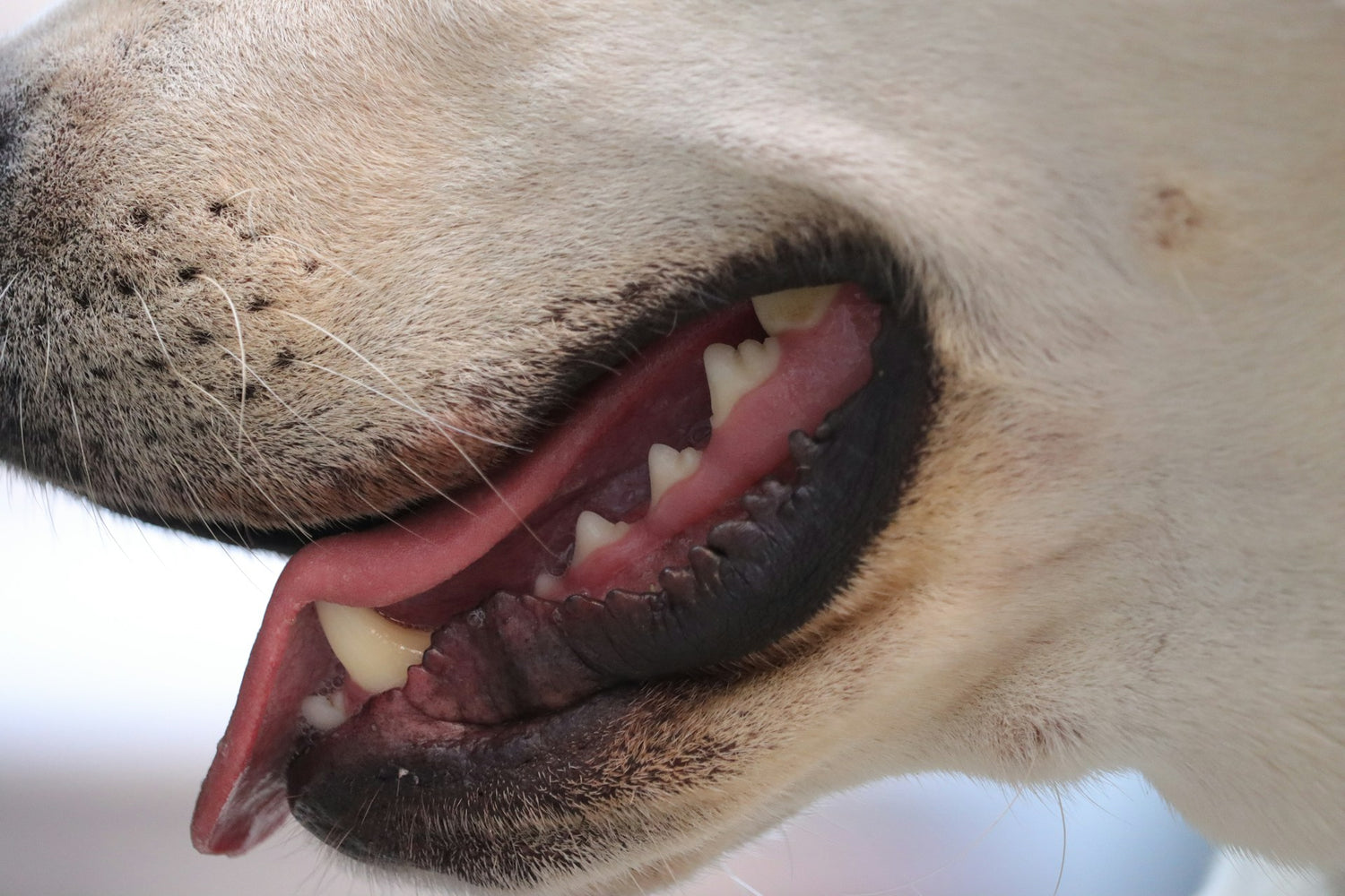 Dog Gum Disease: Gingivitis vs Periodontitis Guide (2026)