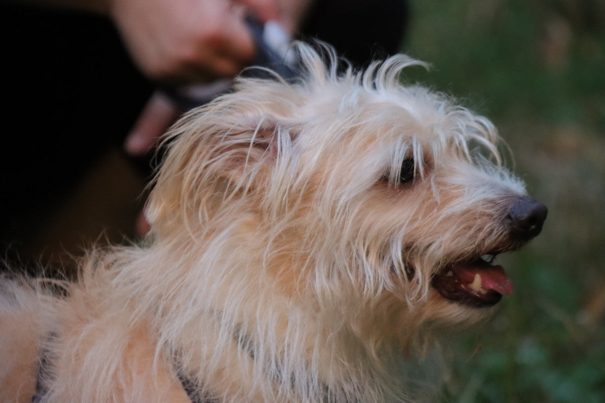 Photo: dog ear cleaning
