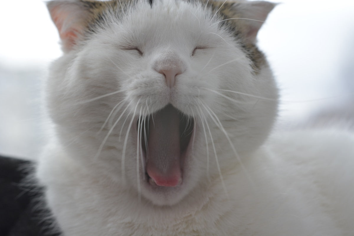 White cat yawning with mouth open — feline halitosis and dental health