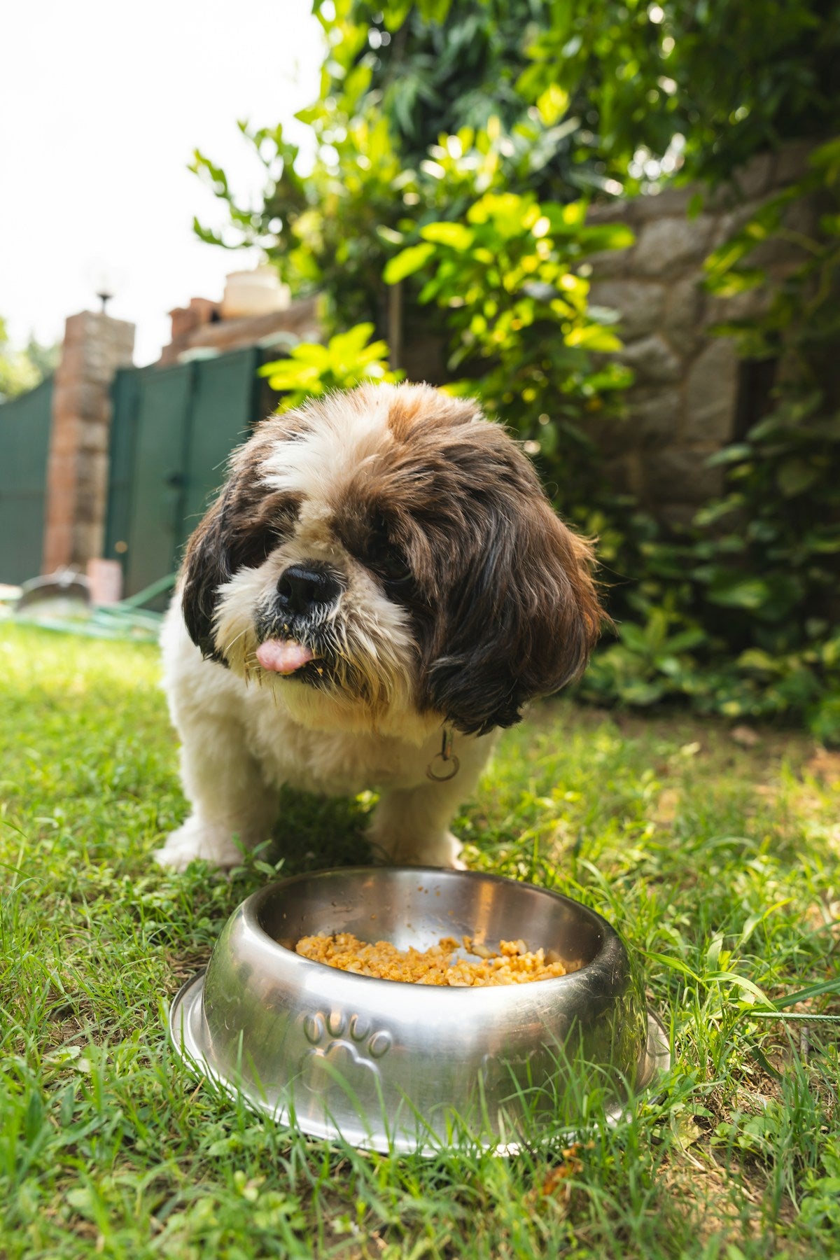 Dog Bad Breath & Diet: How Nutrition Affects Your Dog's Oral Health (2026)