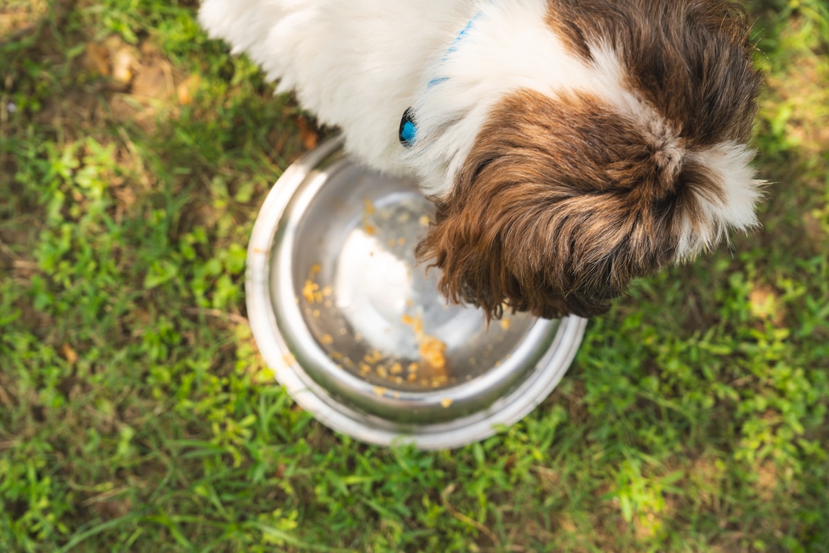 Prebiotics for pet dental health: dog eating food from a bowl