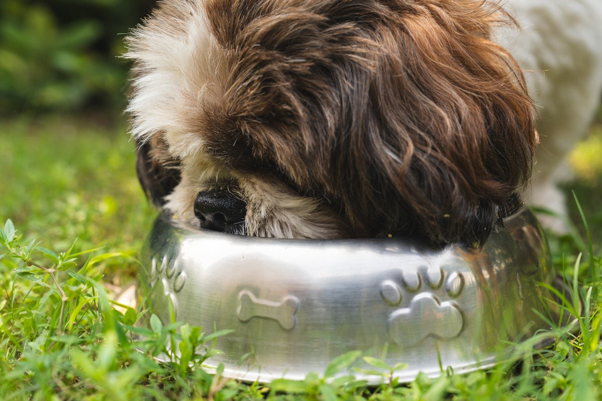 Dog Nutrition for Healthy Teeth and Gums: Key Vitamins and Minerals (2026)