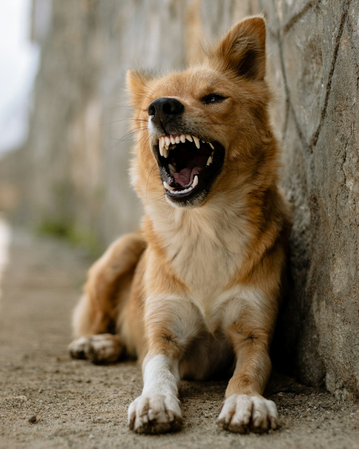 Dog Dental Anxiety: How to Reduce Fear and Make Teeth Cleaning Stress-Free (2026)