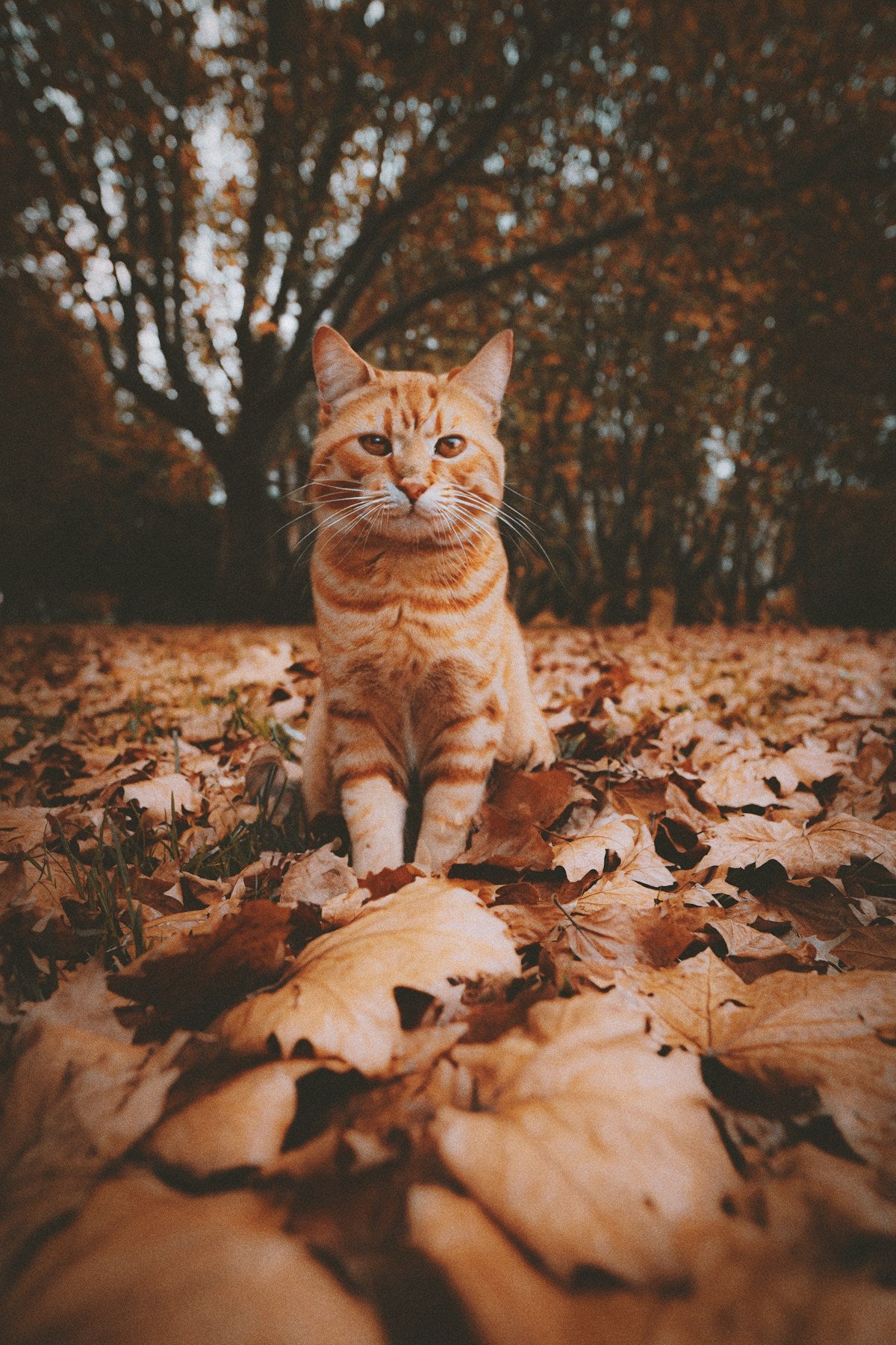 Fall Cat Dental Care: Seasonal Guide (2026)