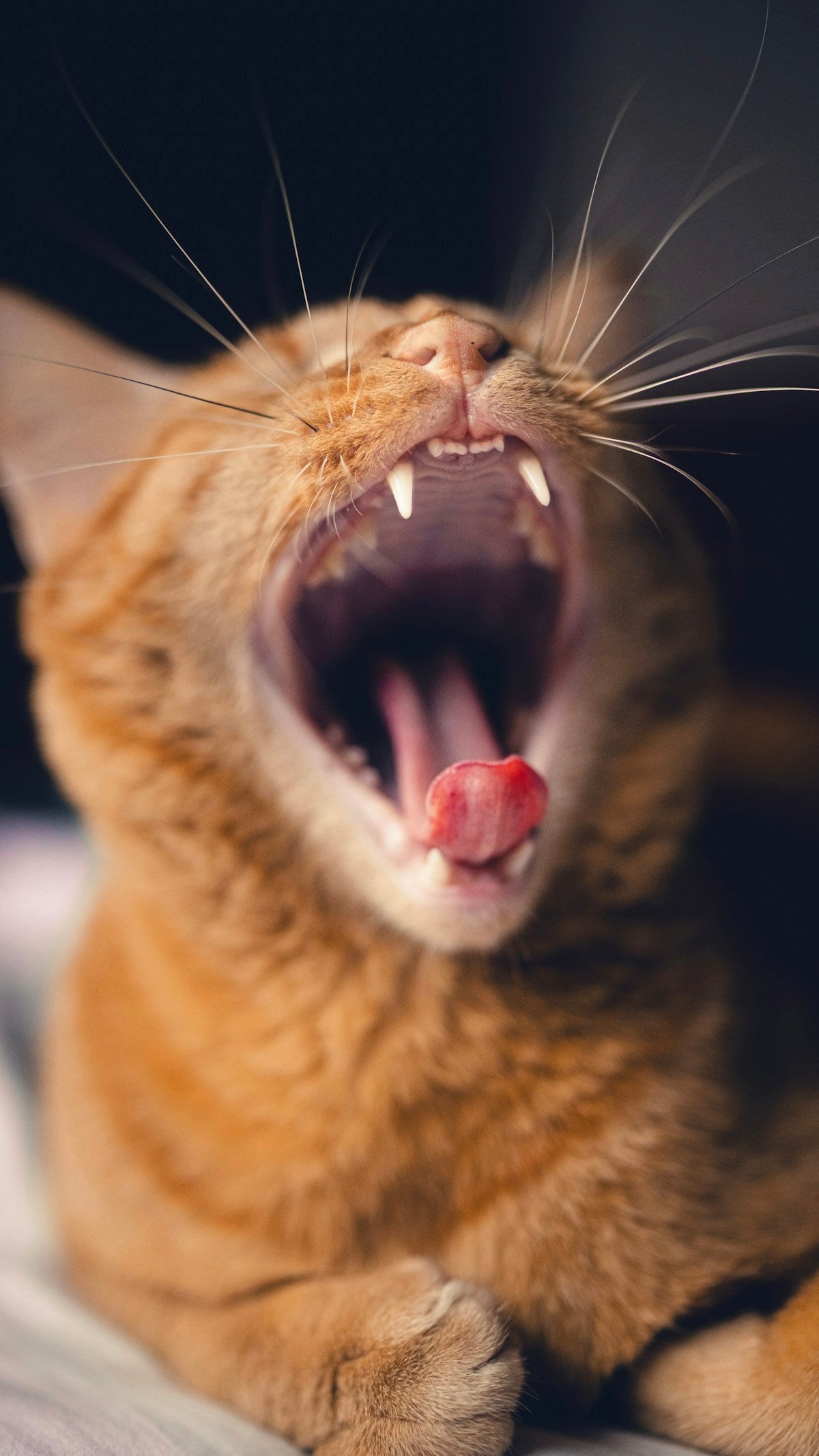 How to Check Your Cat's Teeth at Home: Simple Step-by-Step Dental Exam Guide (2026)