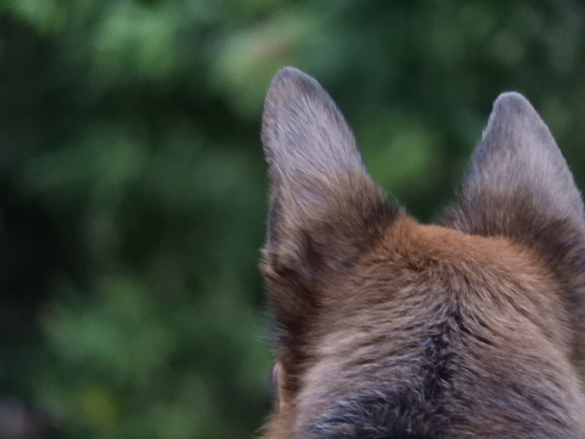 Best Dog Ear Cleaning Products 2026: Wipes, Drops and Pads Compared
