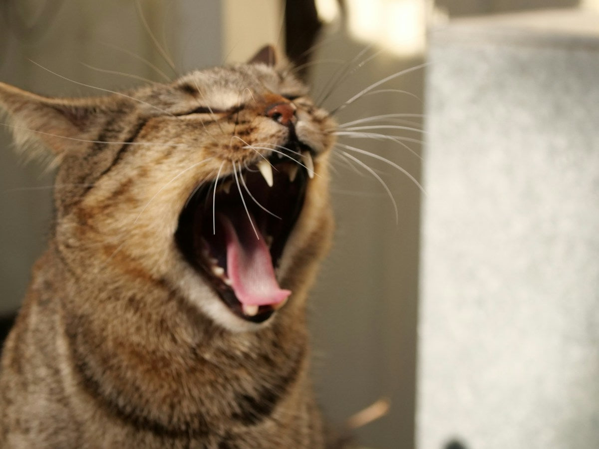 Brown tabby cat yawning with mouth wide open showing teeth and gums
