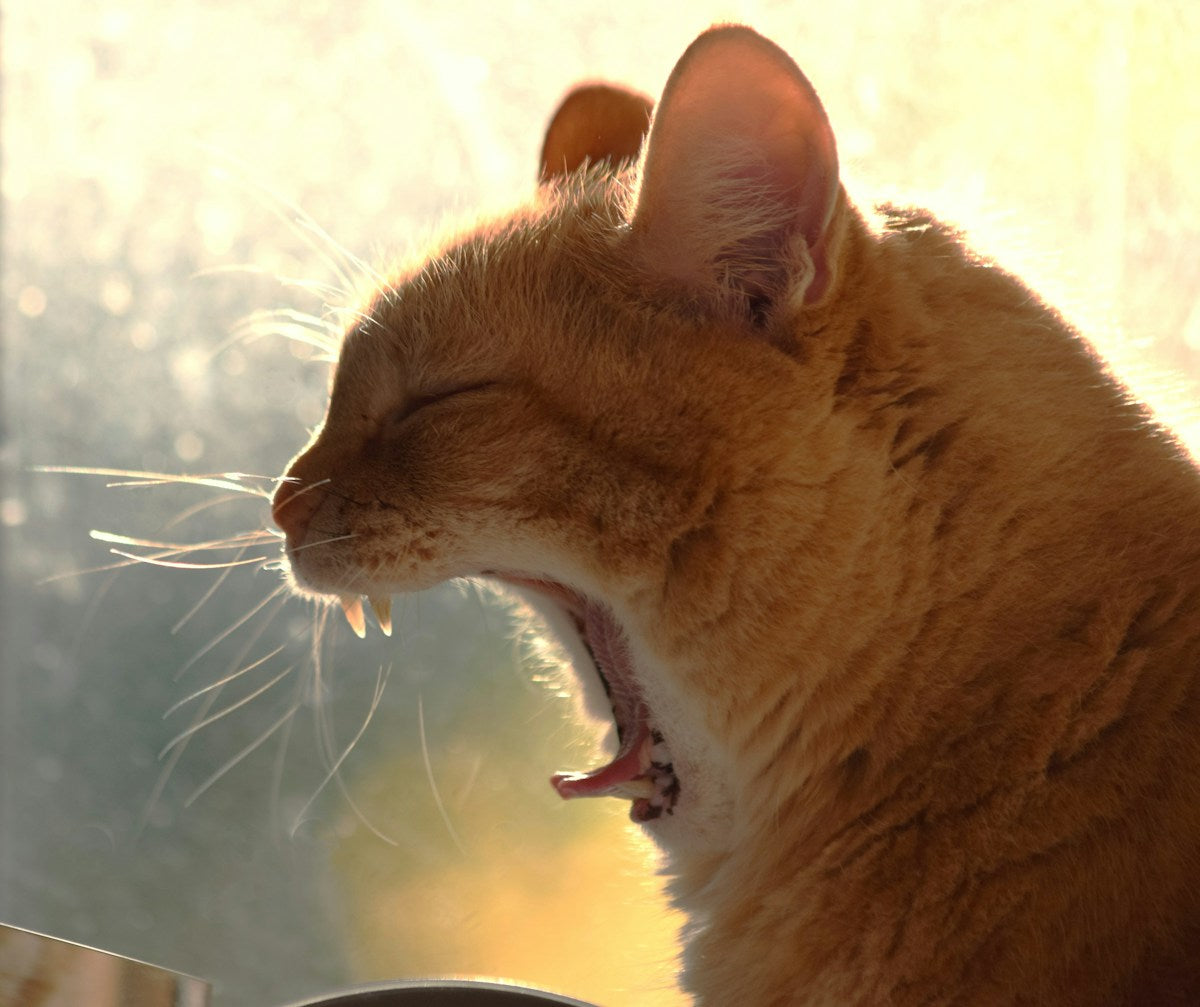 Orange cat yawning with mouth open - feline dental health