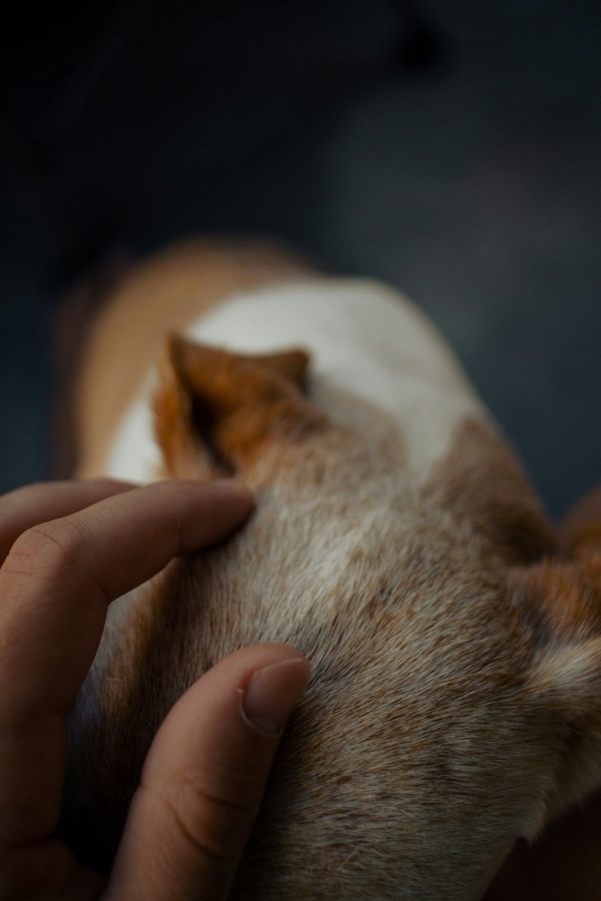 Spring dog ear cleaning care