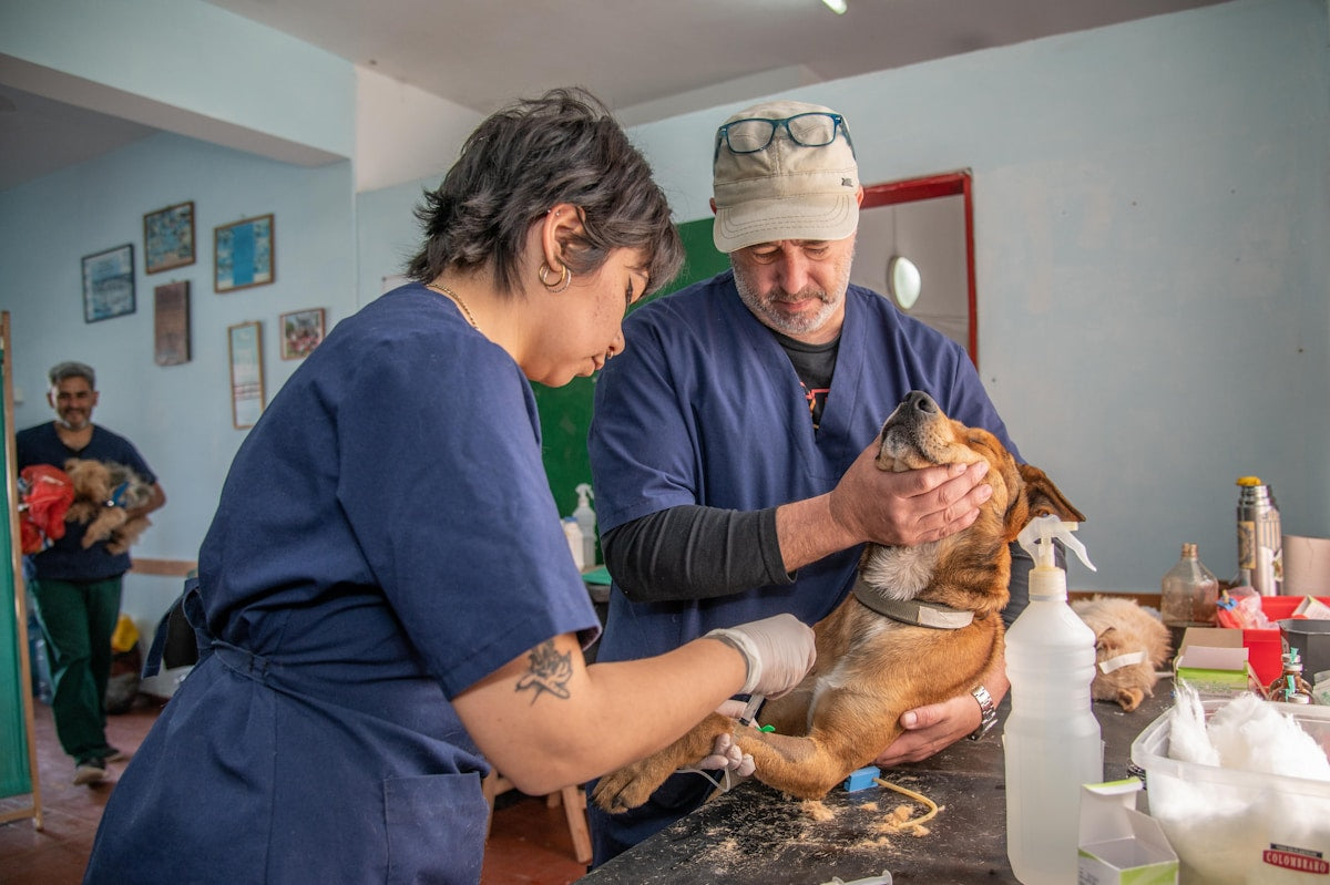 Pet Dental First Aid: Home Emergency Kit & Tooth Injury Response Guide (2026)