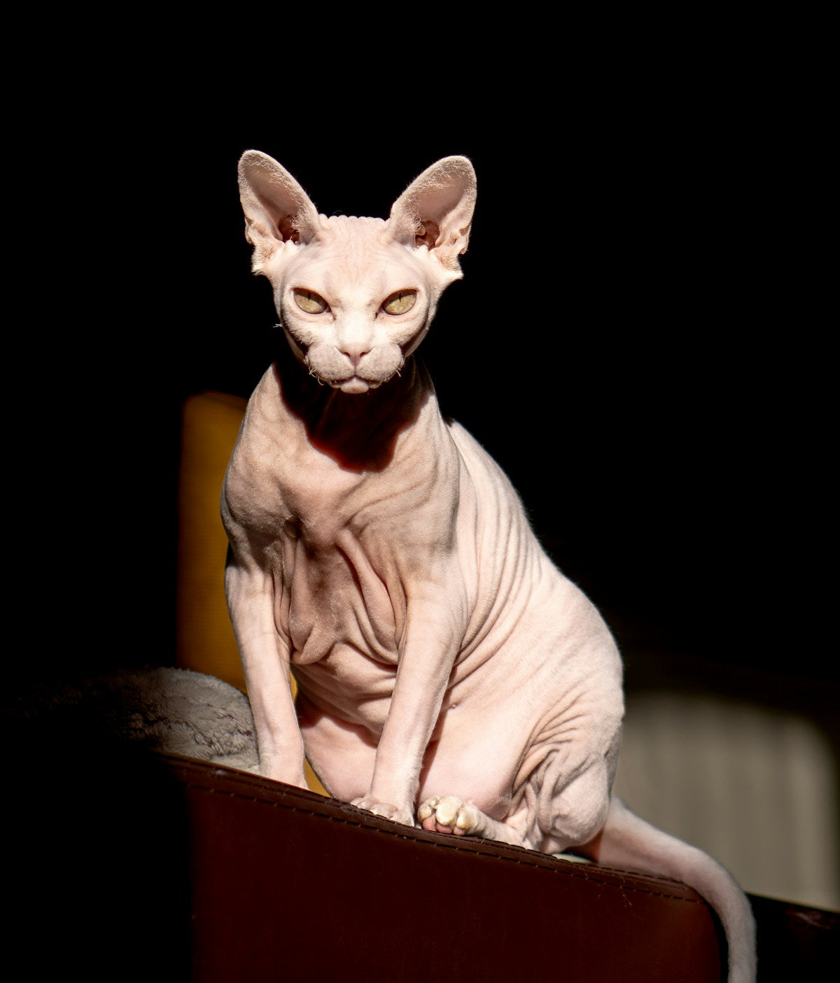 Cornish Rex cat with distinctive large ears