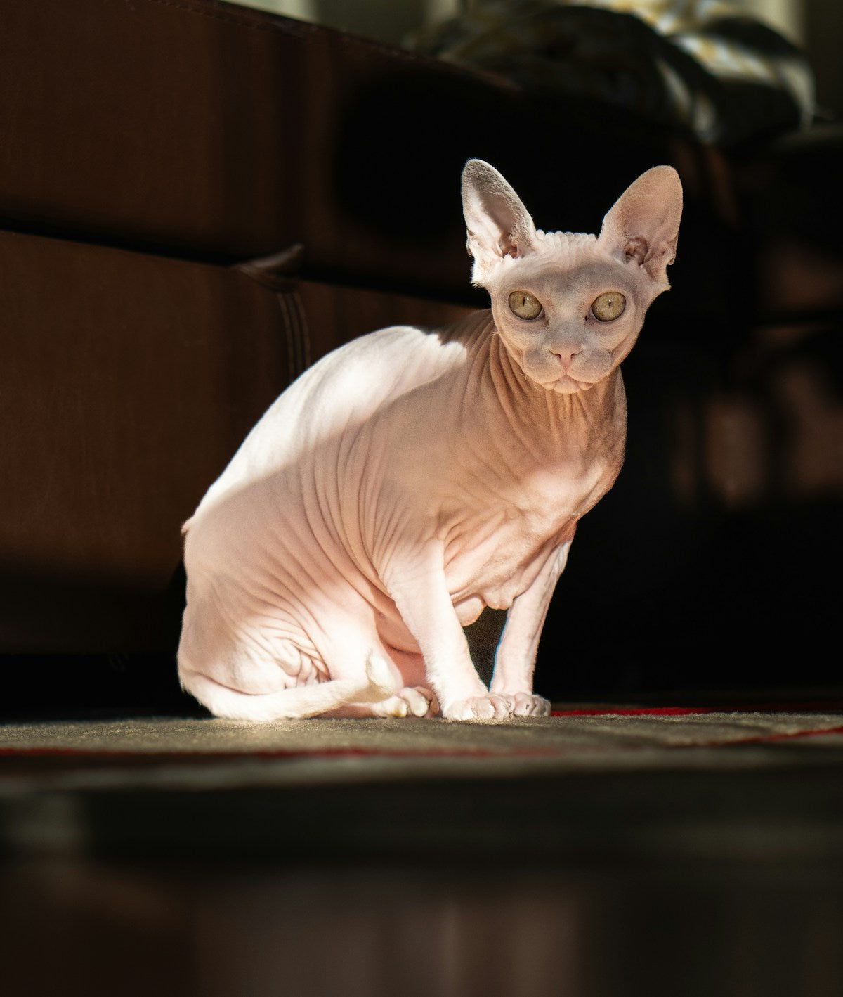 Hairless Devon Rex cat sitting on the floor