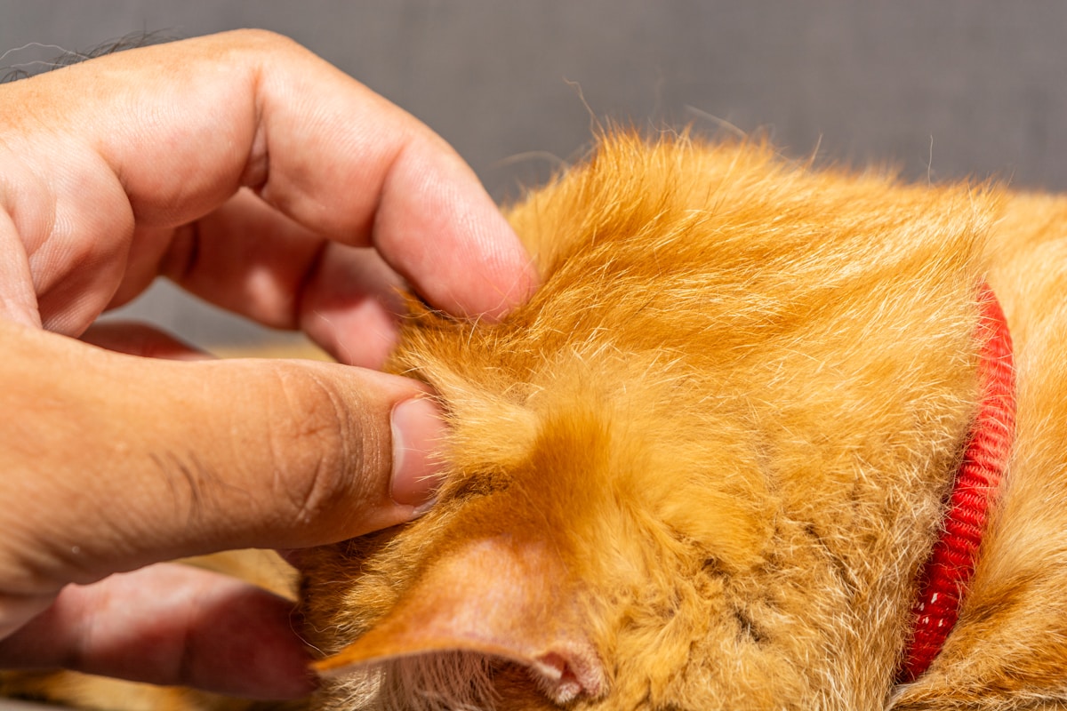 Cat Ear Infection vs Ear Mites: How to Tell the Difference (2026)