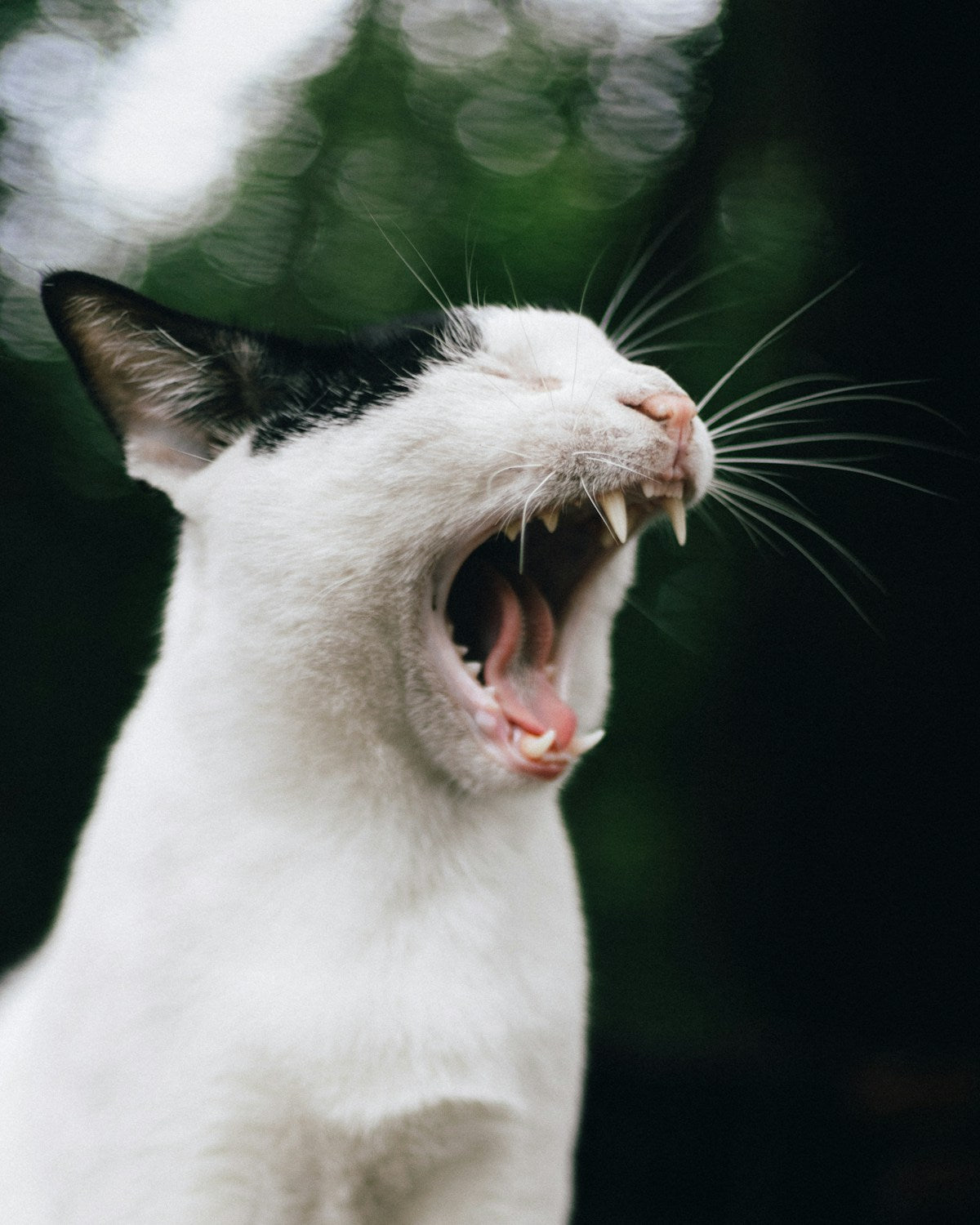 Cat with mouth open during dental check