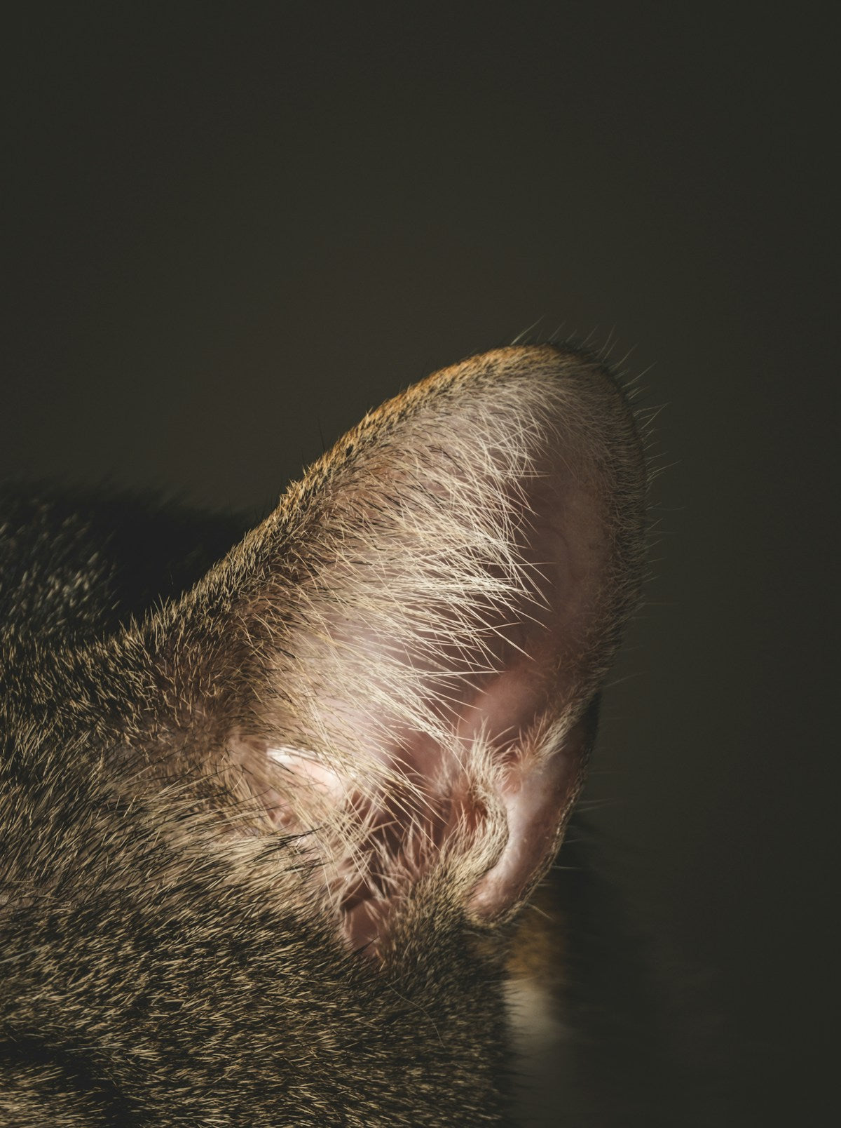 Cat Ear Infection vs Allergies: How to Tell the Difference (2026)