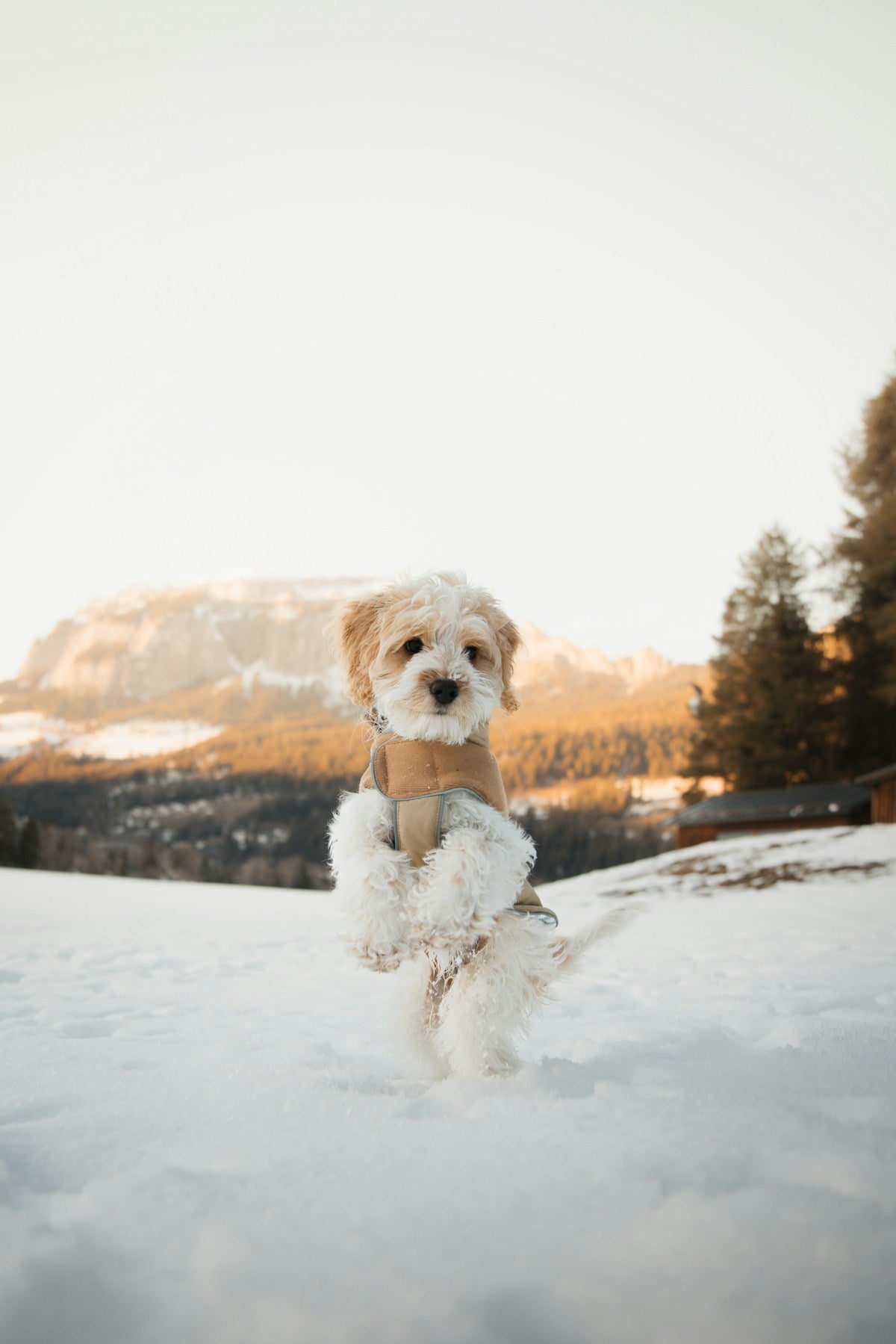 Warm puppy in the snow
