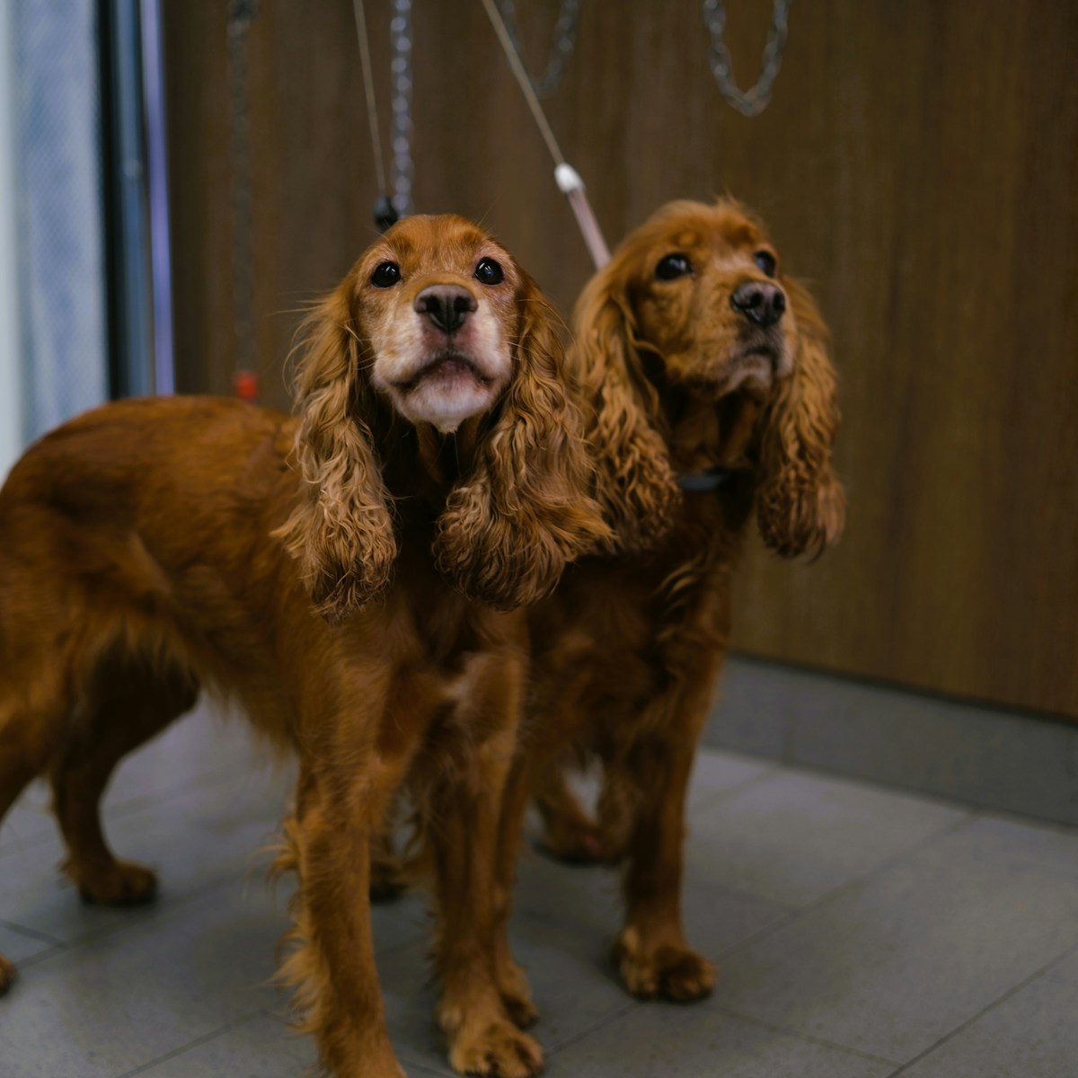 Dog Ear Hair Plucking vs Trimming: Complete Grooming Safety Guide (2026)