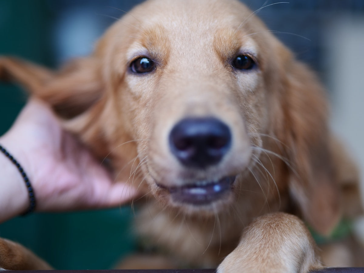 Dog Ear Scratching Causes (2026): Why Dogs Scratch & When to Worry