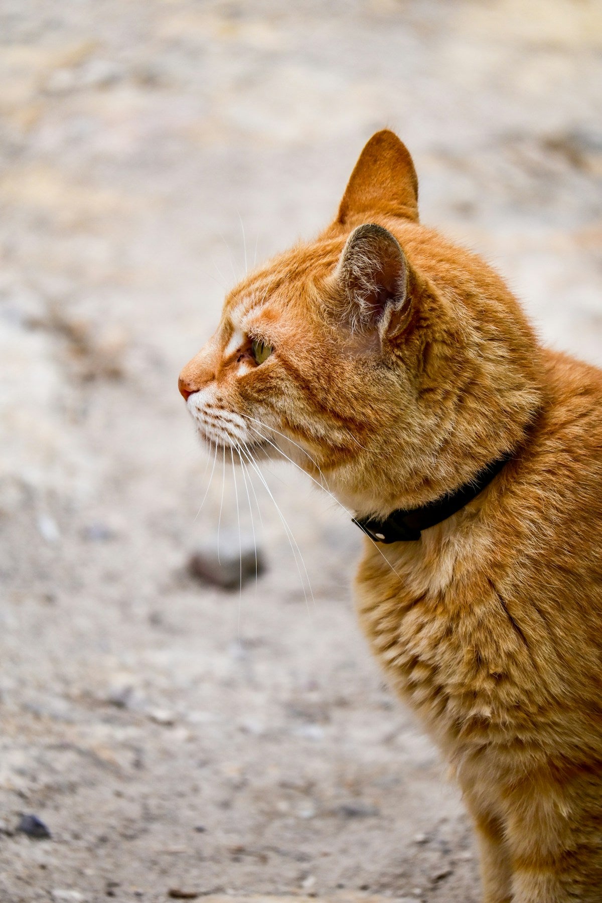 Close-up of a cat — FIV and FeLV oral health care guide