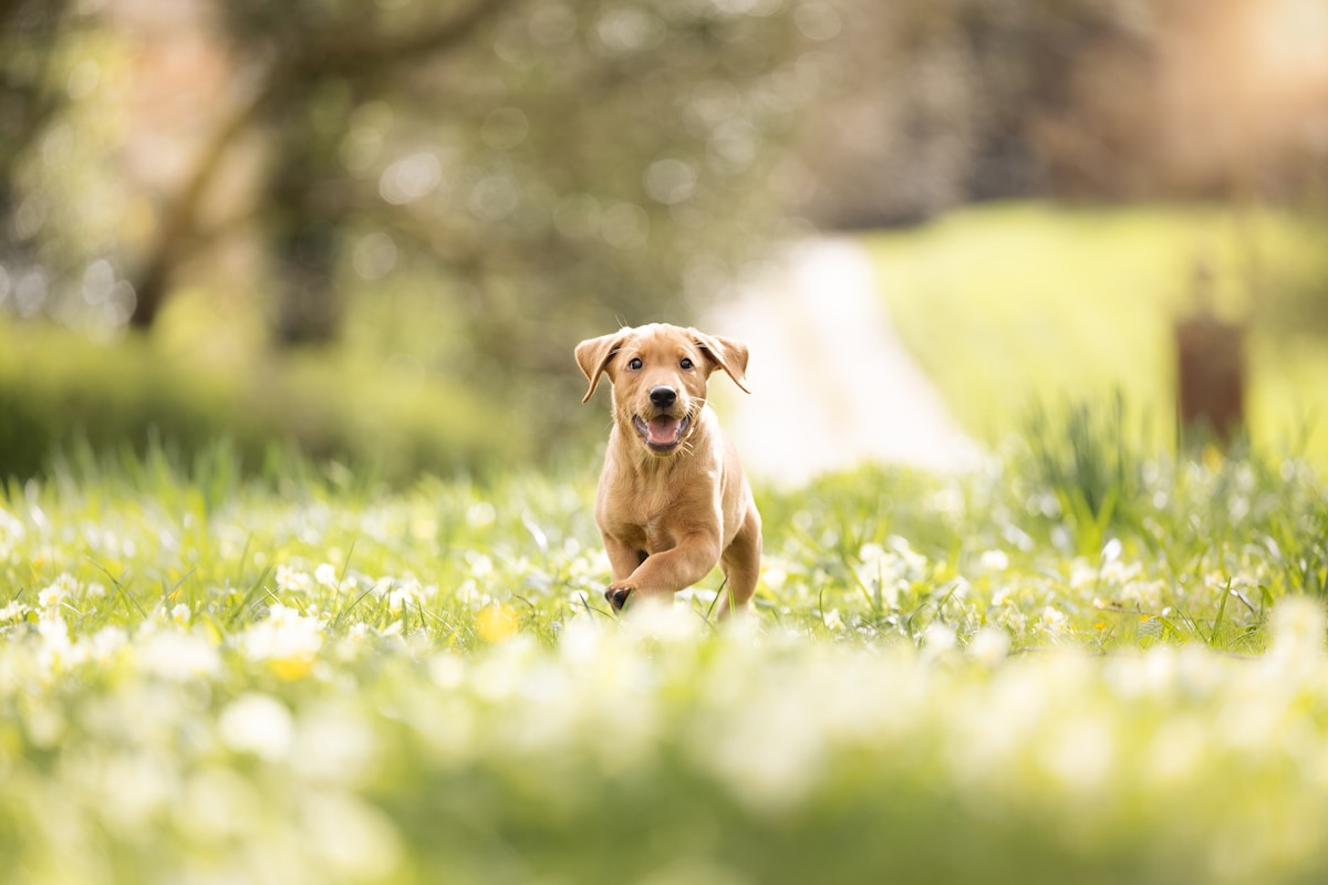 Spring Allergy Season Pet Ear Care: Protect Your Dog & Cat from Seasonal Ear Infections (2026)
