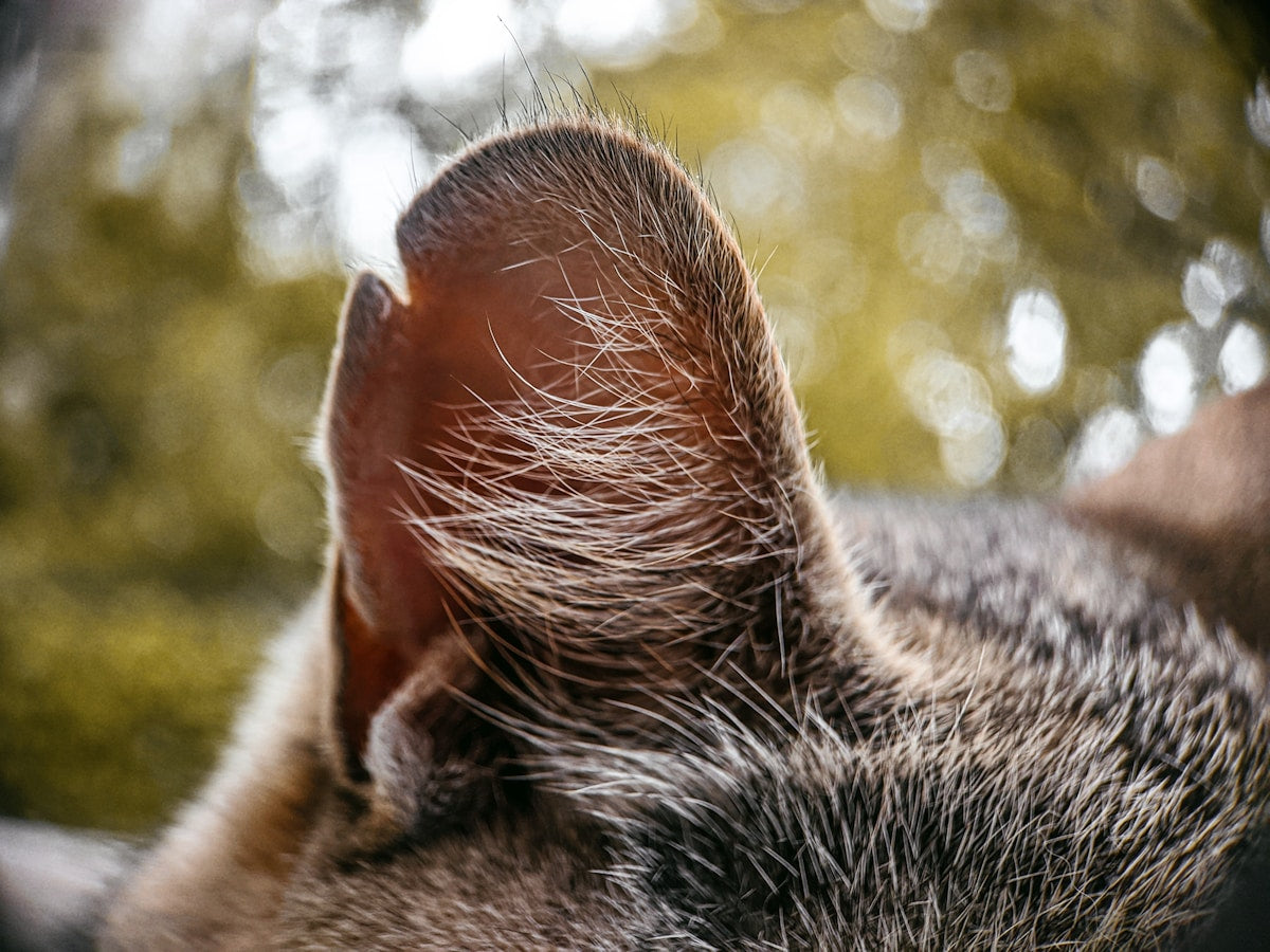 RunyePet Ear Cleaning Wipes: Complete Guide for Safe & Effective Pet Ear Care (2026)