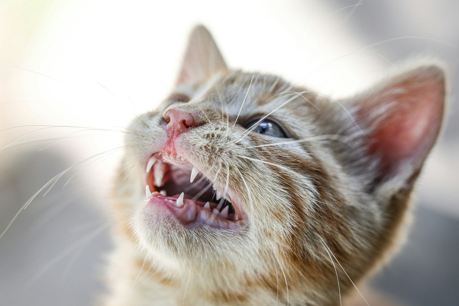 Kitten Teething Guide: Timeline, Relief & Starting Dental Care (2026)