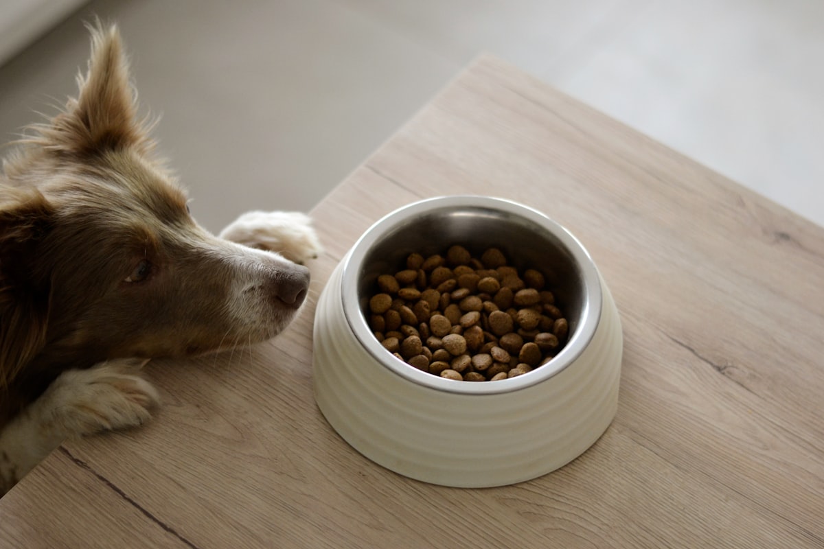 Best Dog Food for Dental Health: Kibble, Wet Food & Raw Diet Guide (2026)