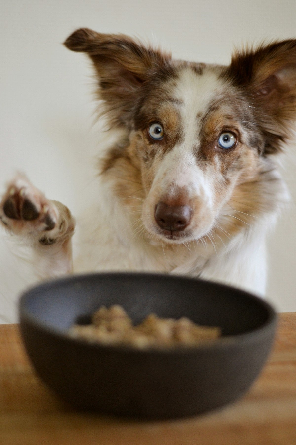 Dog Food Allergies & Ear Infections: What to Feed Dogs Prone to Ear Problems (2026)