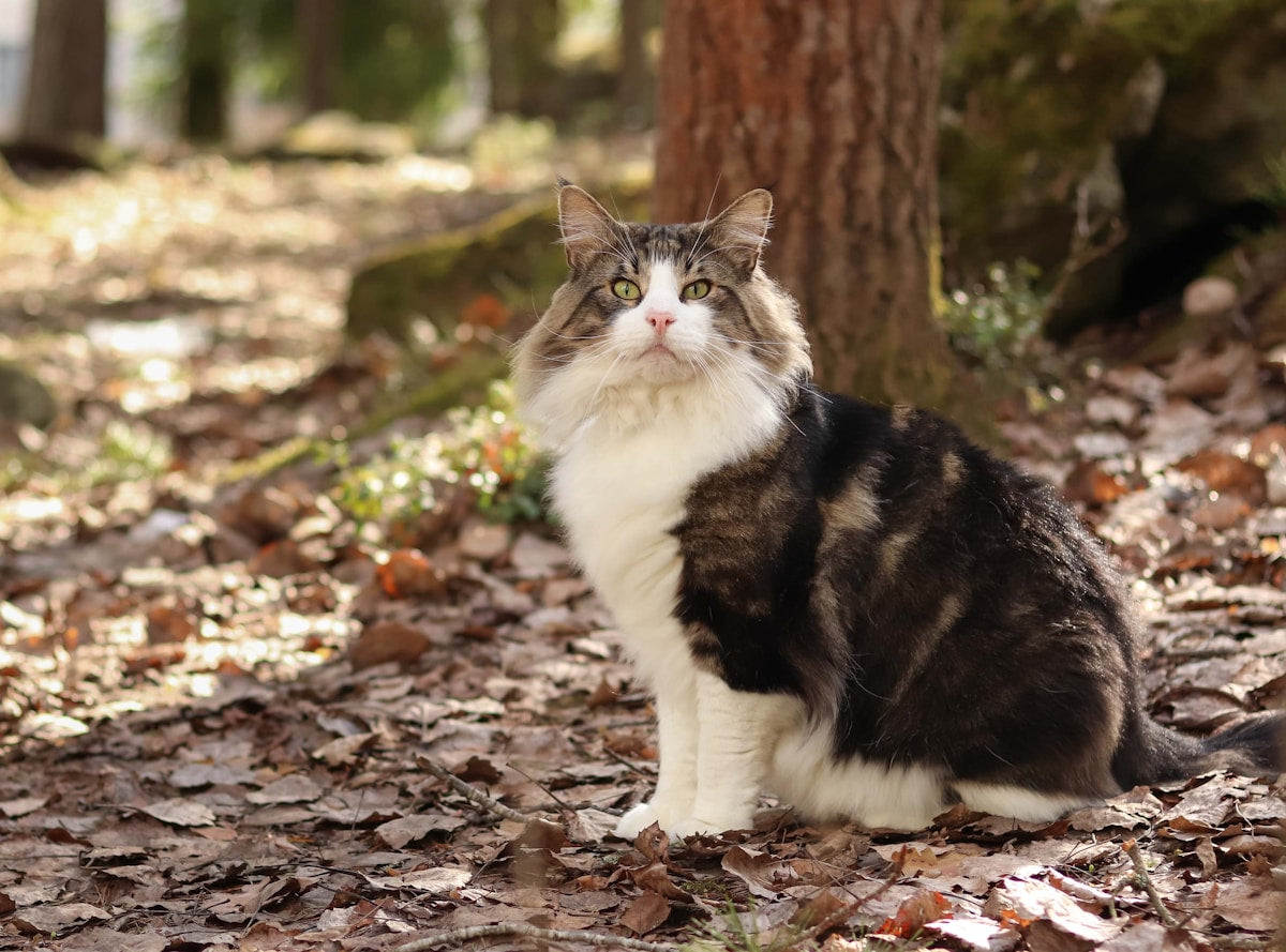 Norwegian Forest cat sitting outdoors near trees