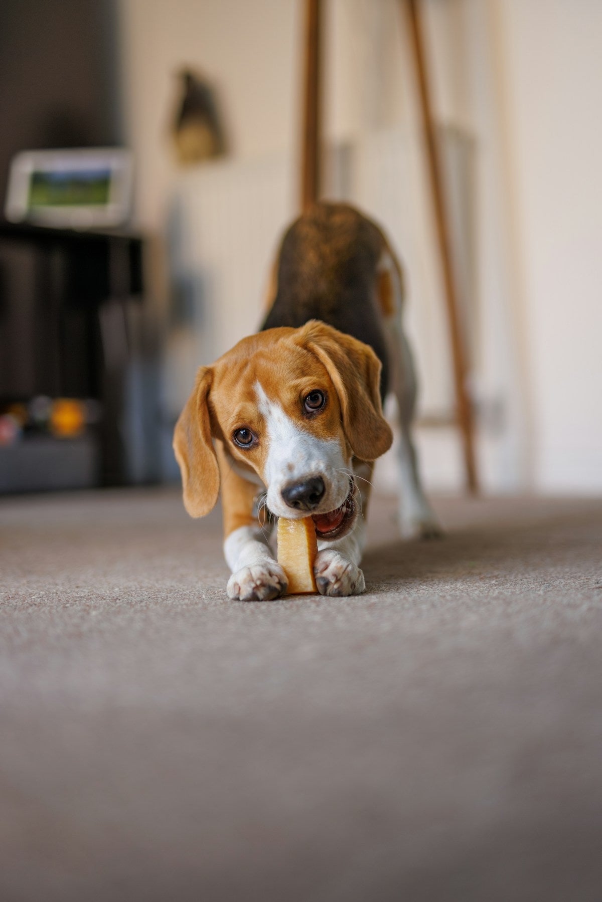 Dog Dental Treats vs Rawhide vs Natural Chews: Which Is Best? (2026)