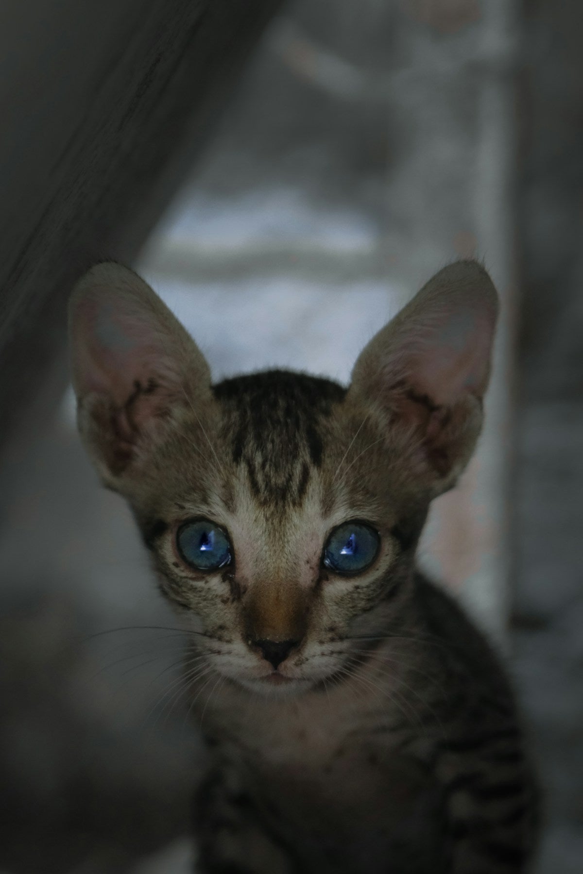 Kitten Ear Infection: Signs, Causes & Treatment Guide (2026)